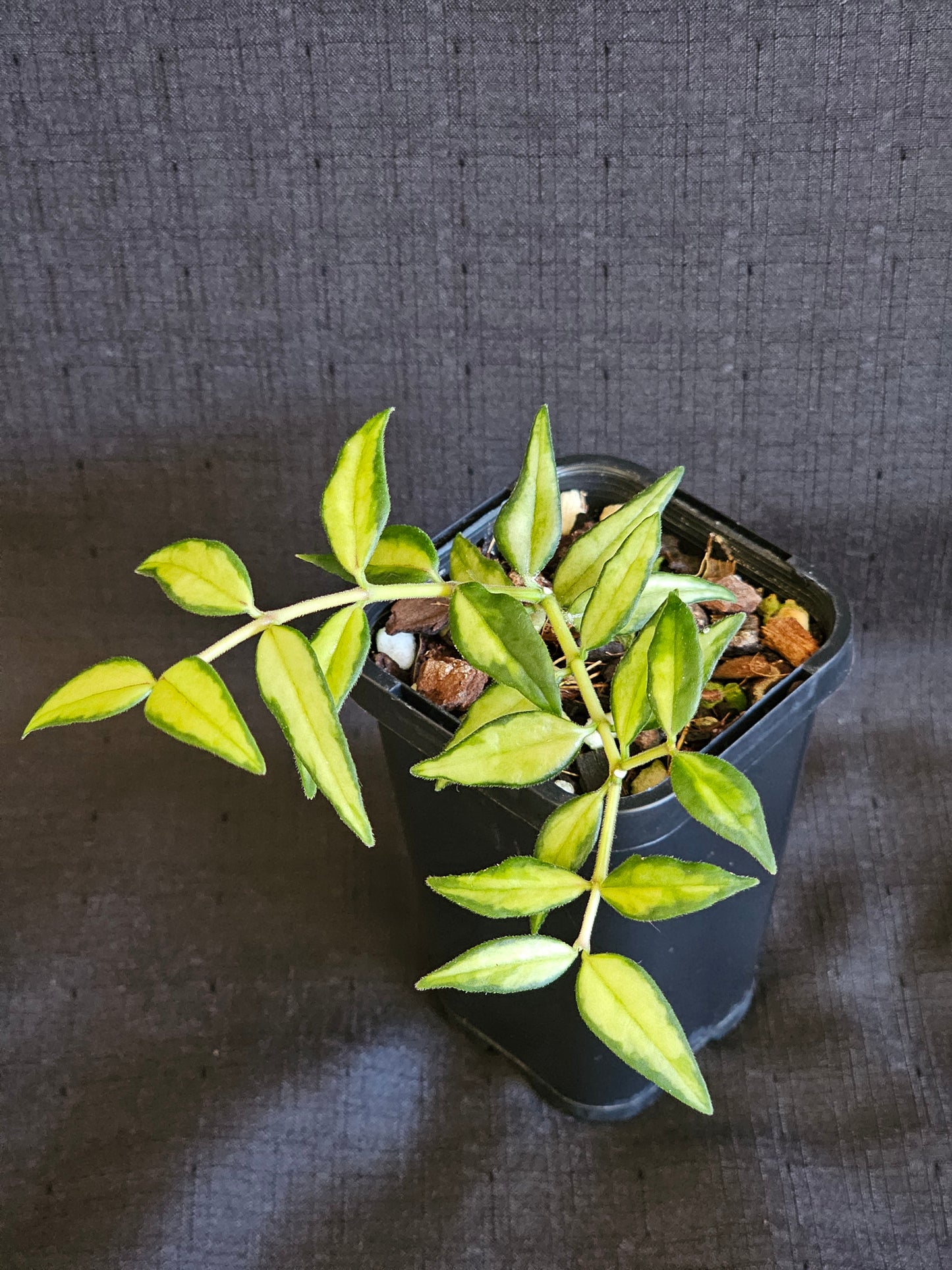 Hoya bella 'Inner Variegated'