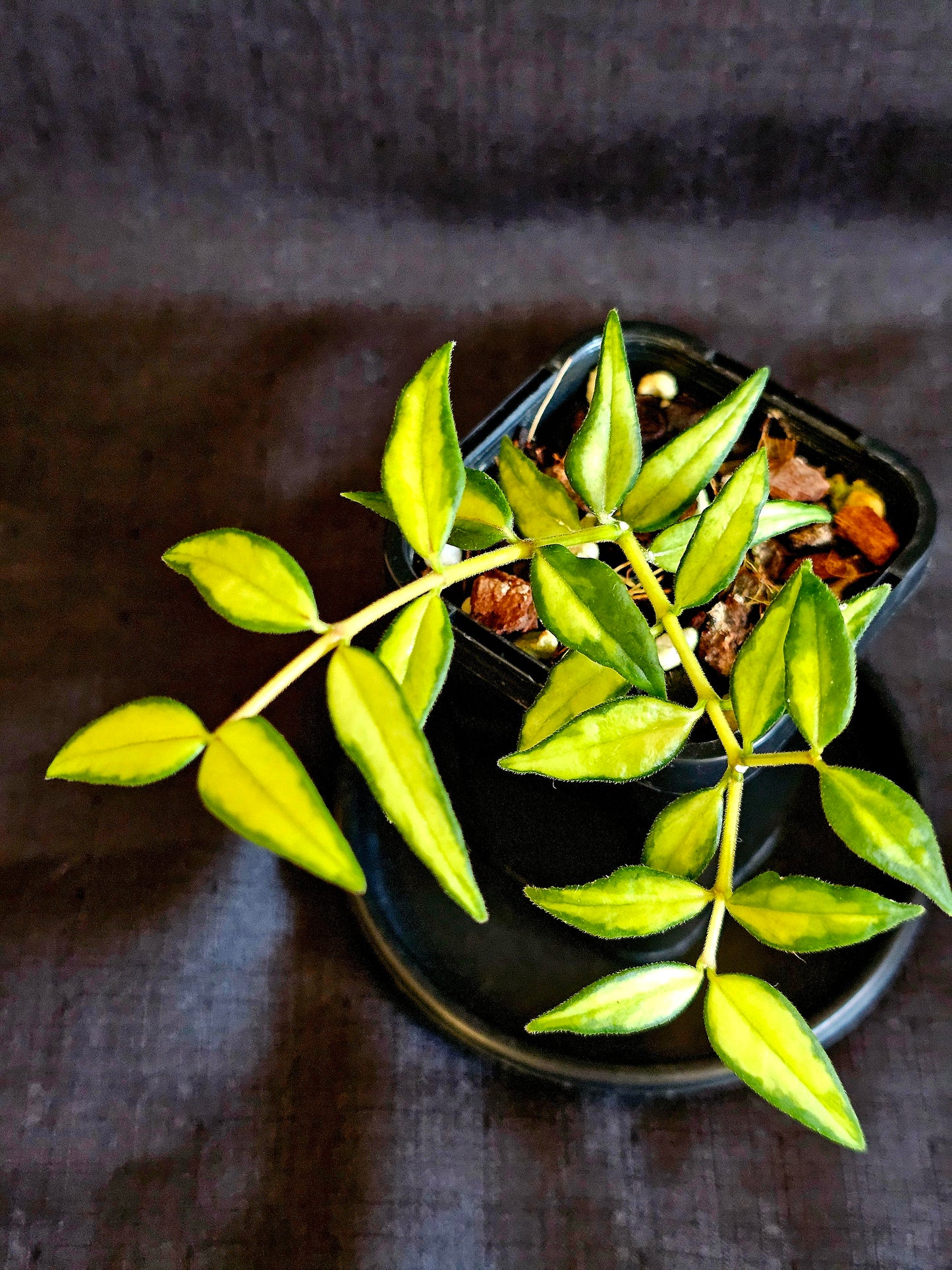 Hoya bella 'Inner Variegated'