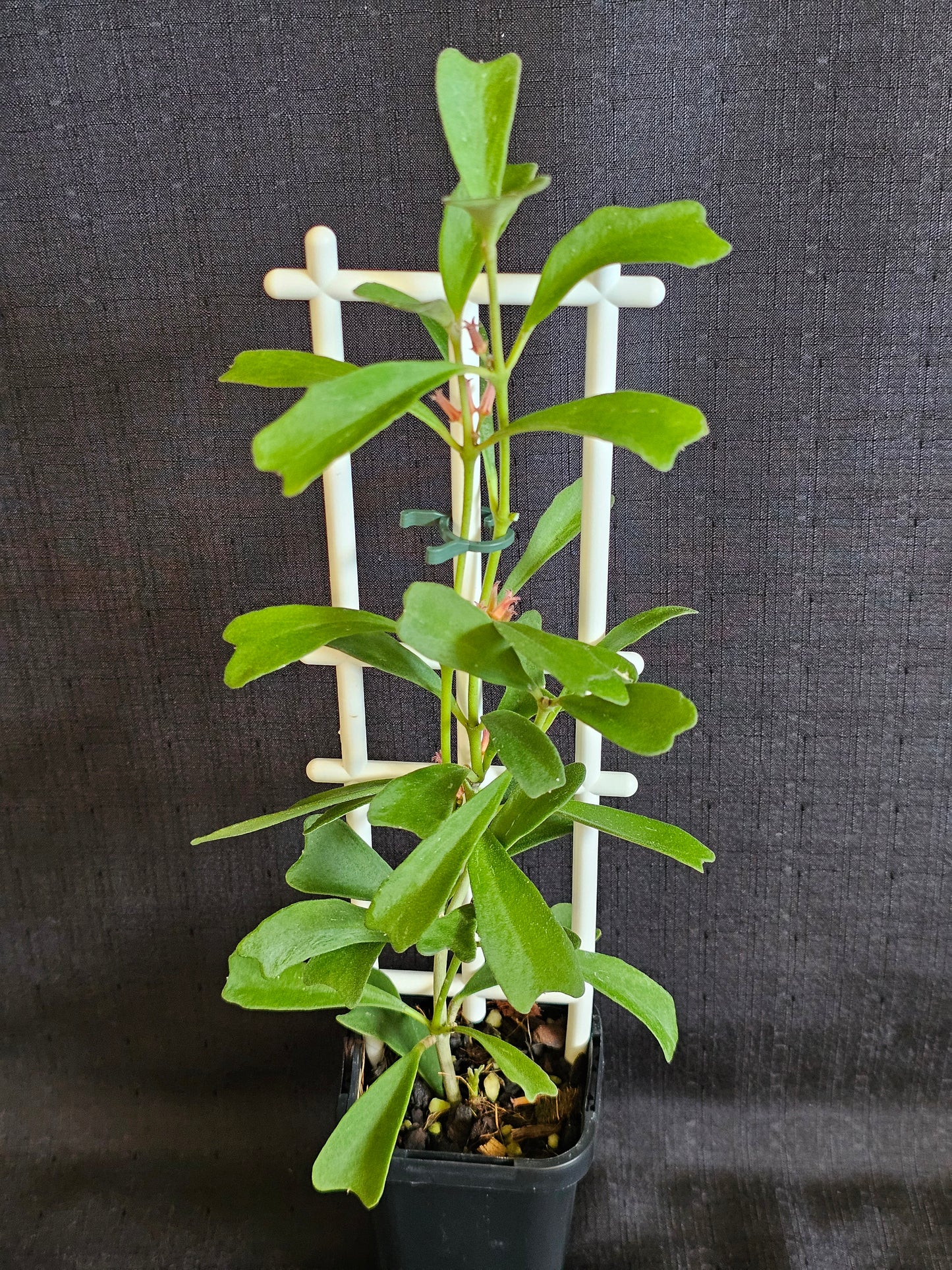 Hoya manipurensis (With Flowers)