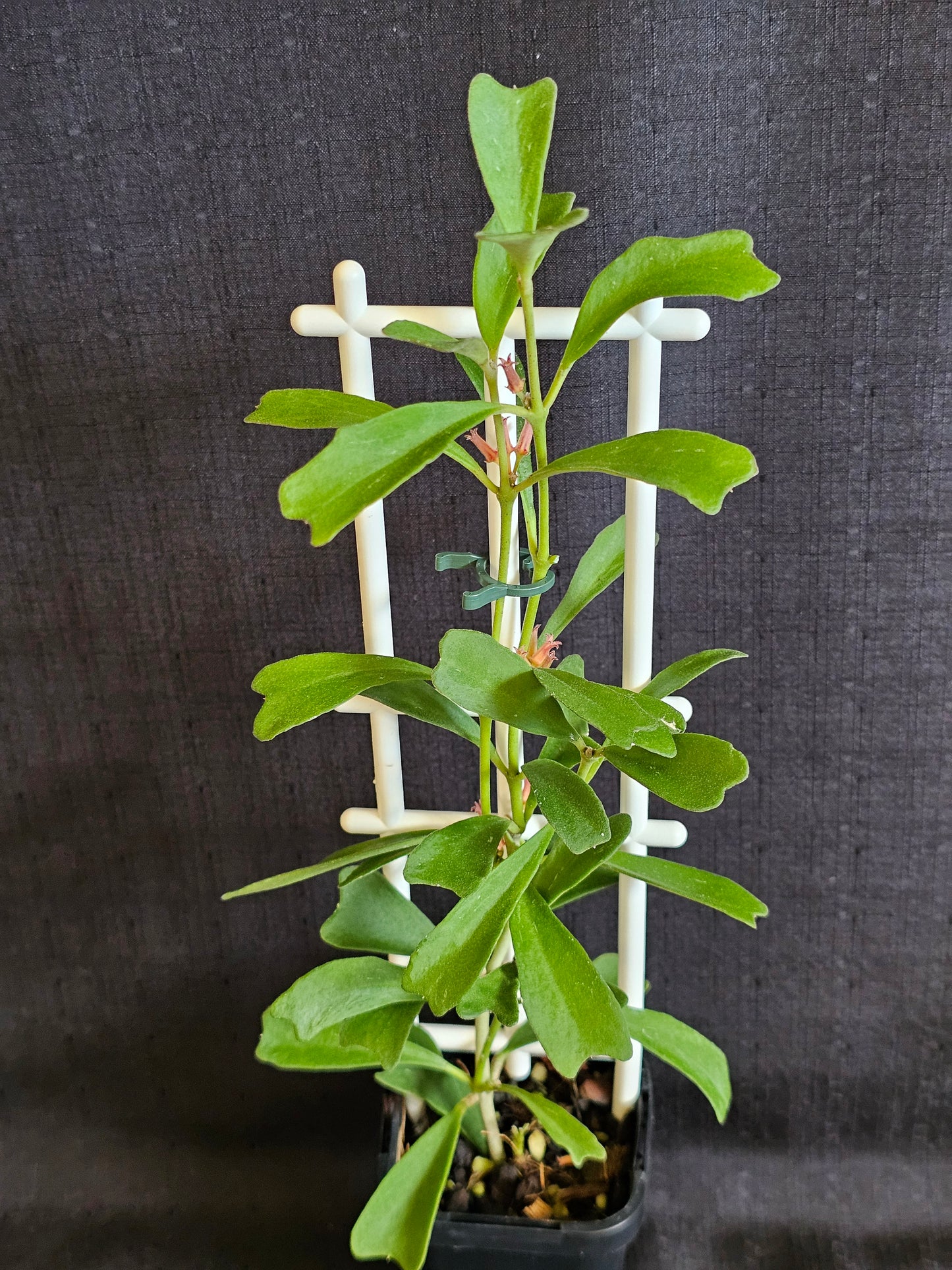 Hoya manipurensis (With Flowers)
