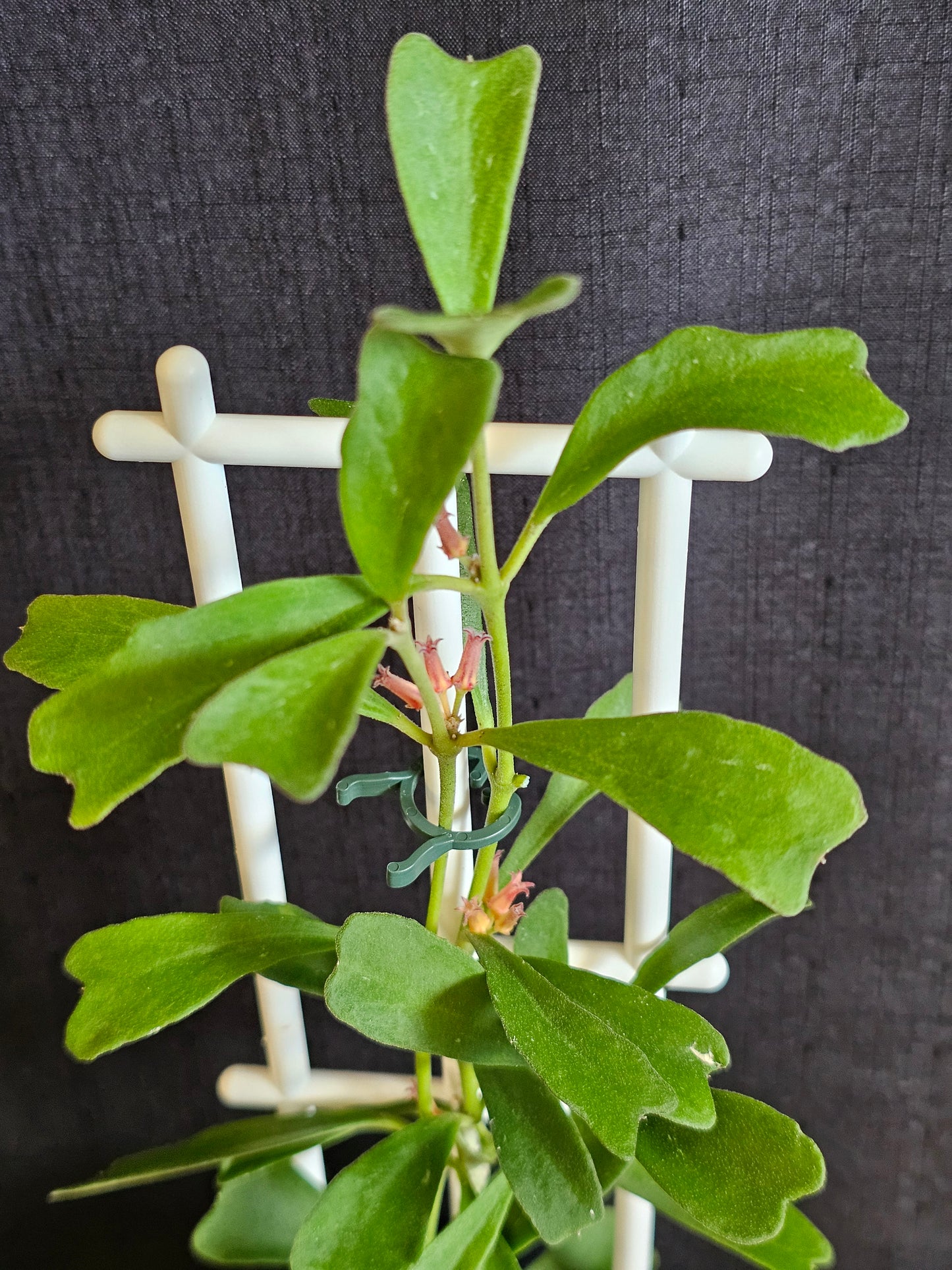 Hoya manipurensis (With Flowers)