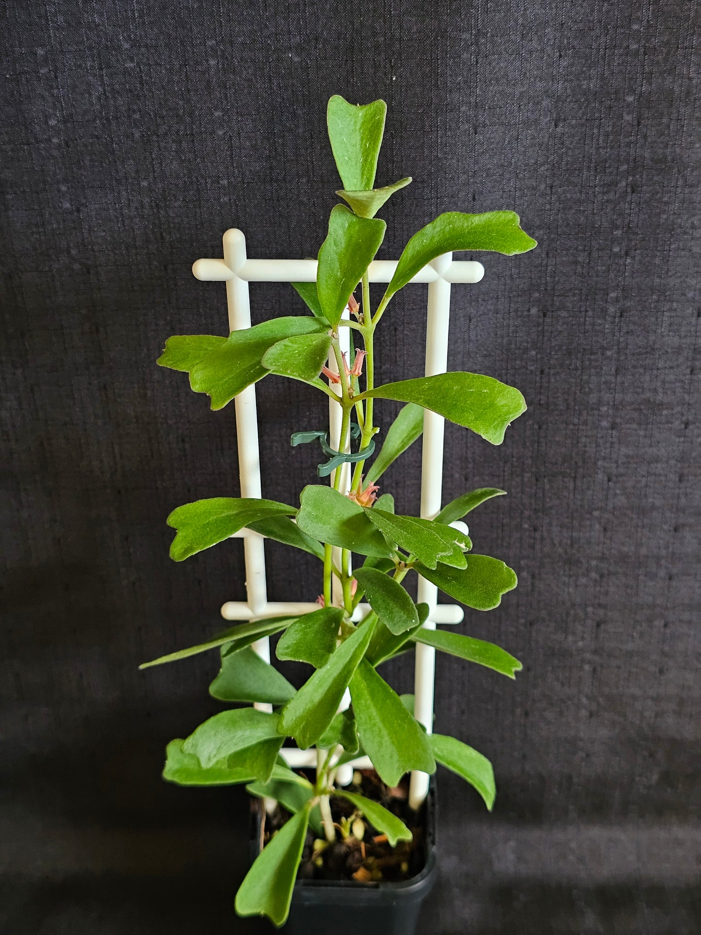 Hoya manipurensis (With Flowers)