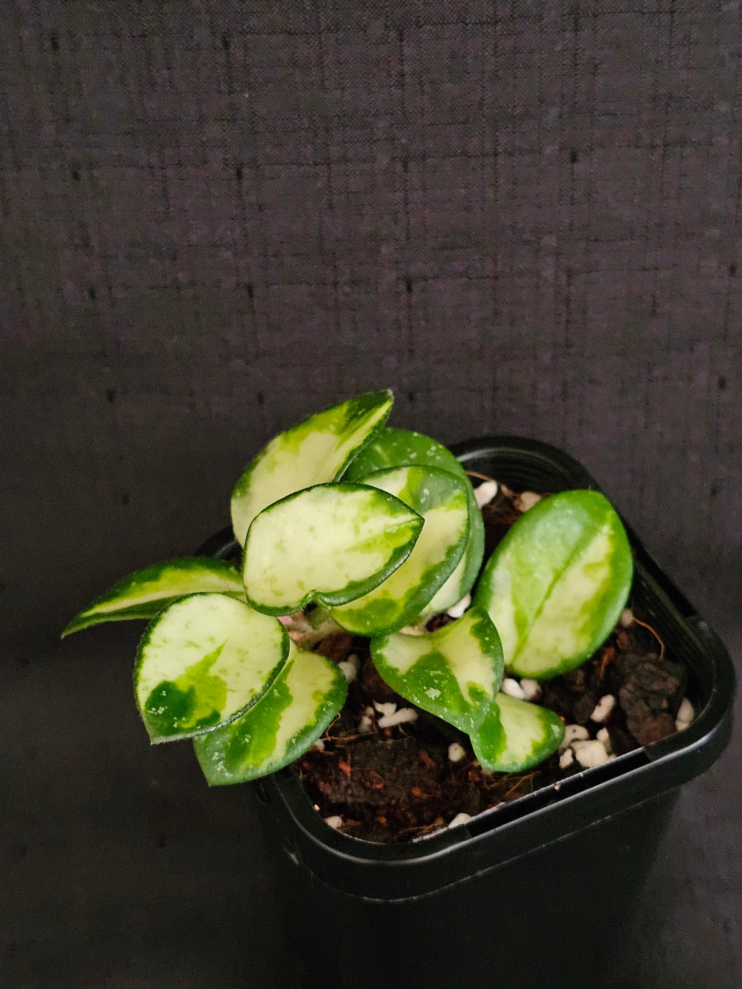 Hoya mathilde 'Variegated'