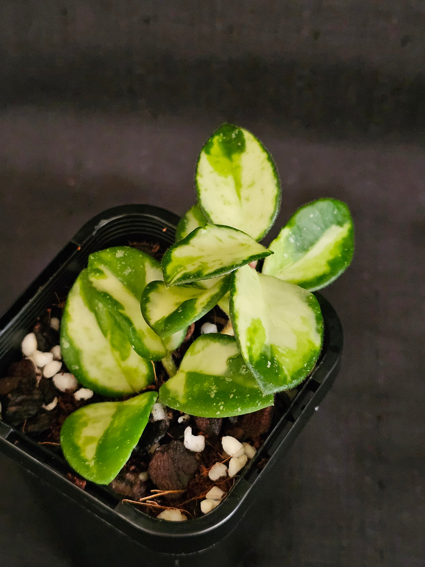 Hoya mathilde 'Variegated'