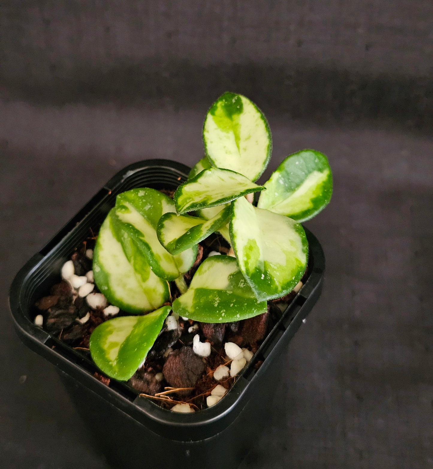 Hoya mathilde 'Variegated'