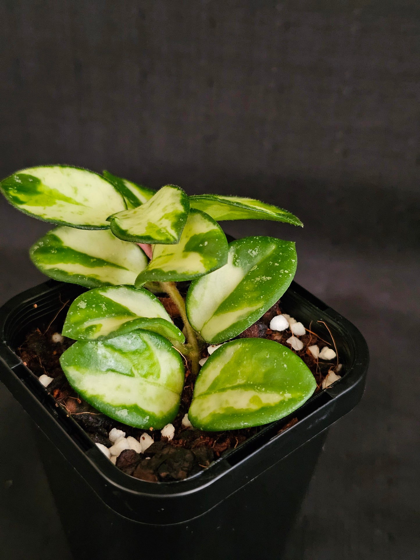 Hoya mathilde 'Variegated'