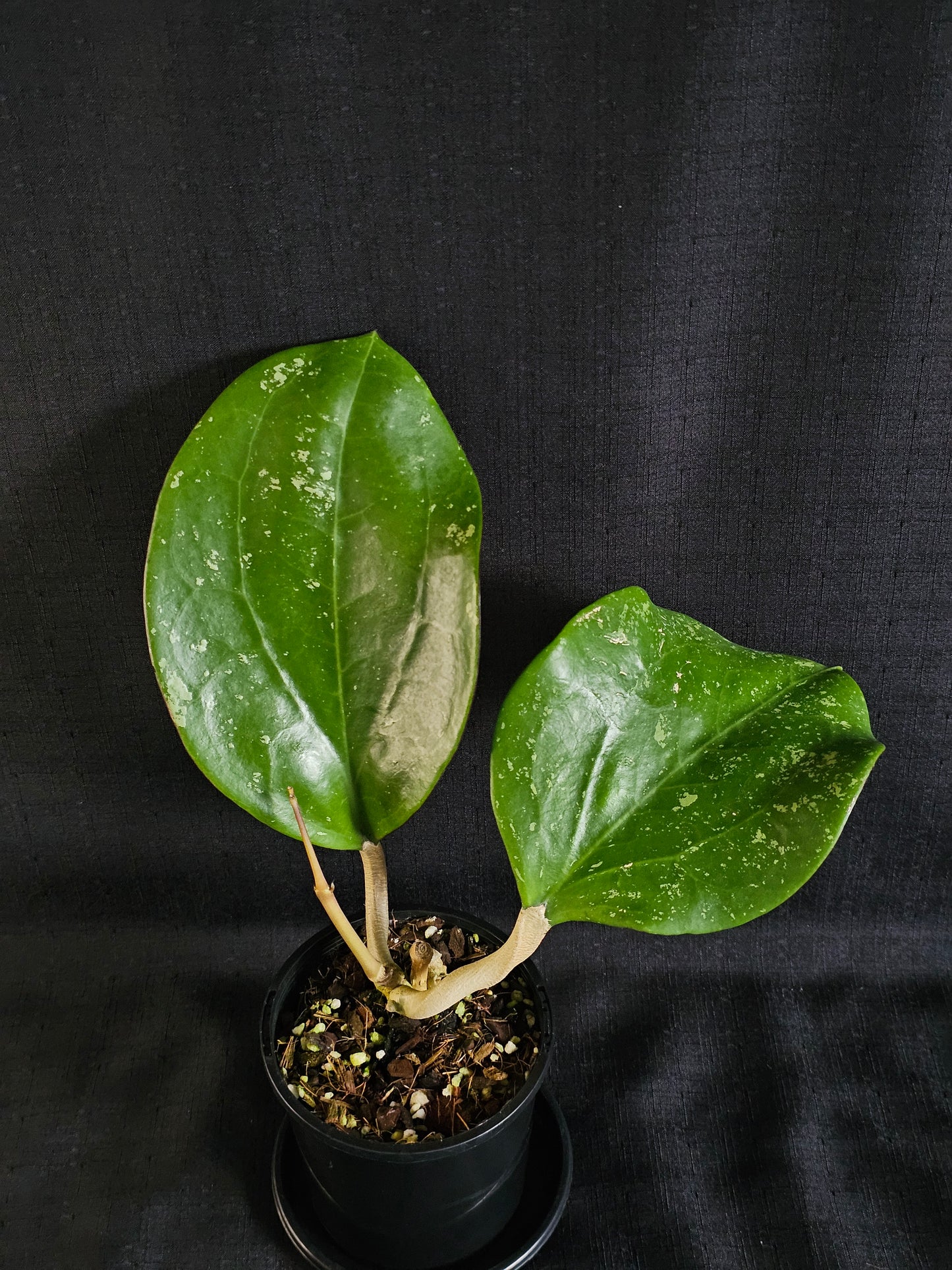 Hoya latifolia  'Dinner Plate'