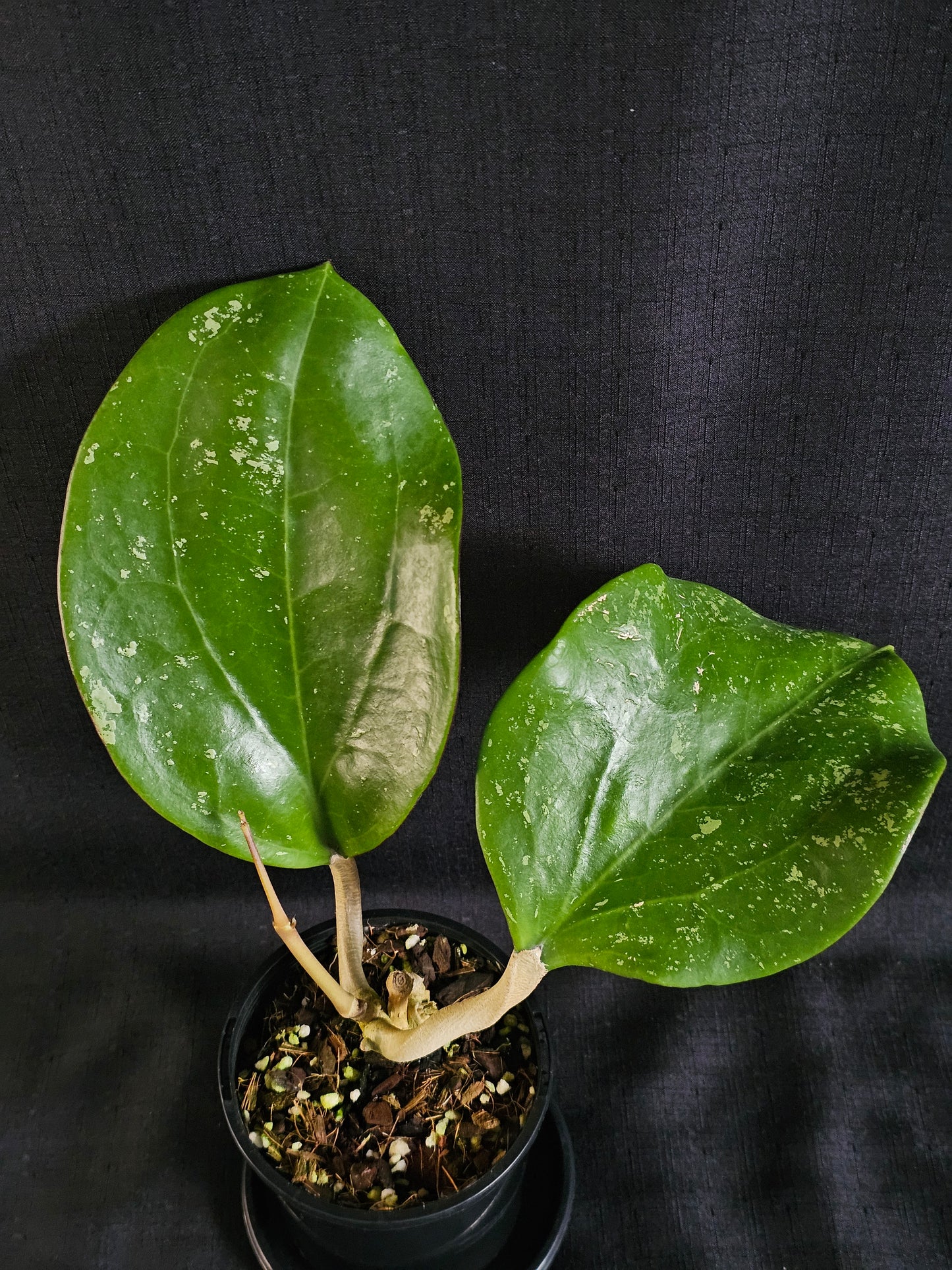 Hoya latifolia  'Dinner Plate'