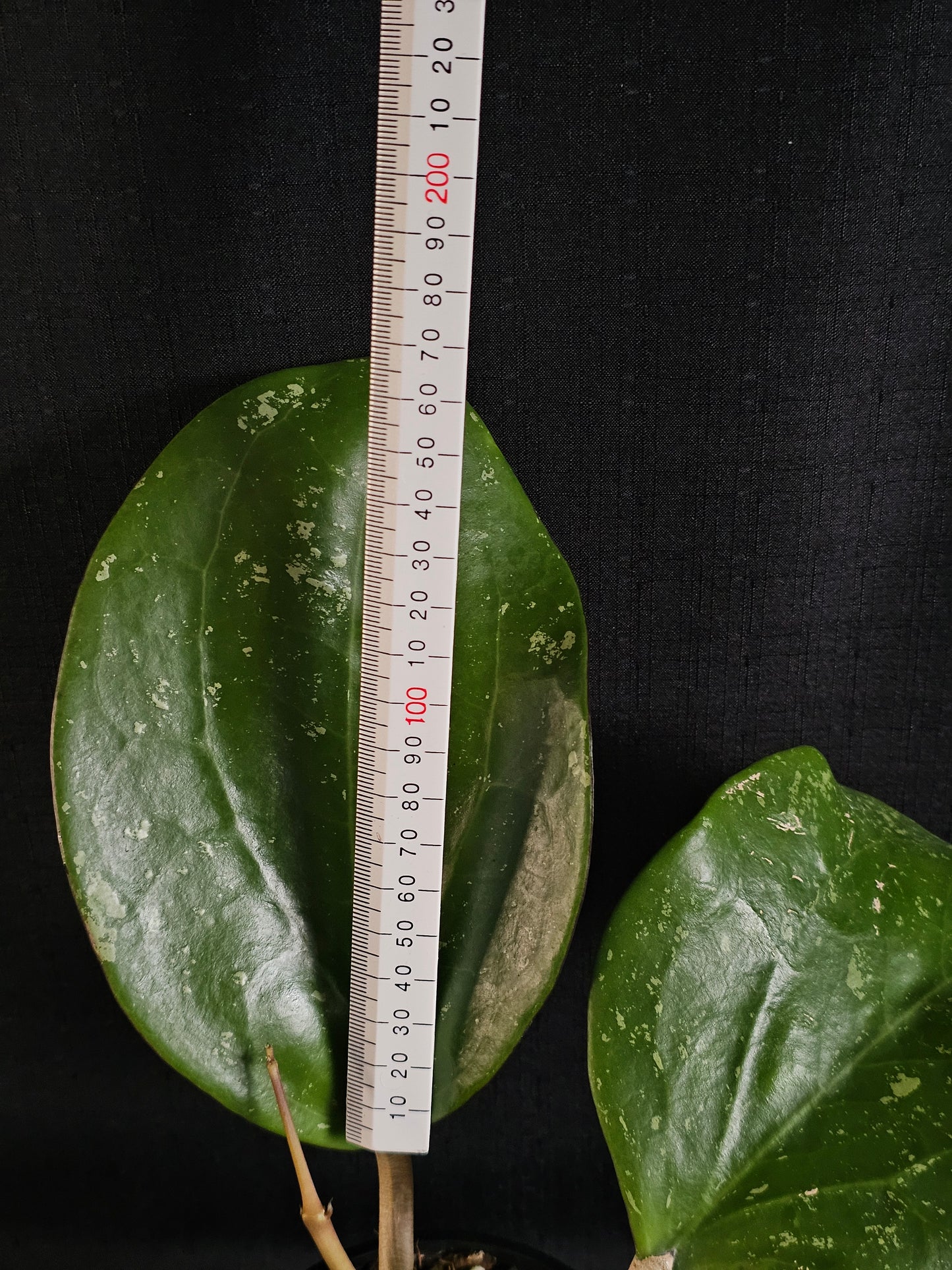 Hoya latifolia  'Dinner Plate'