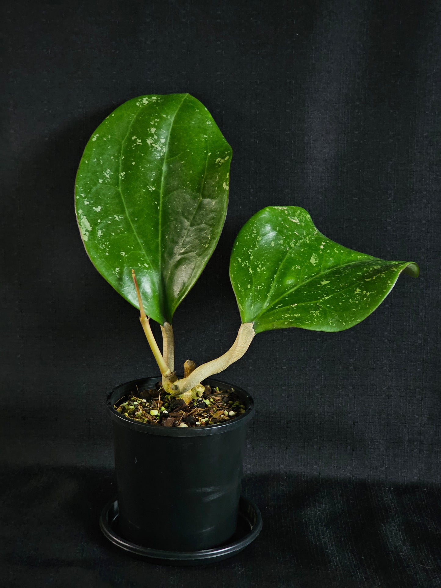 Hoya latifolia  'Dinner Plate'