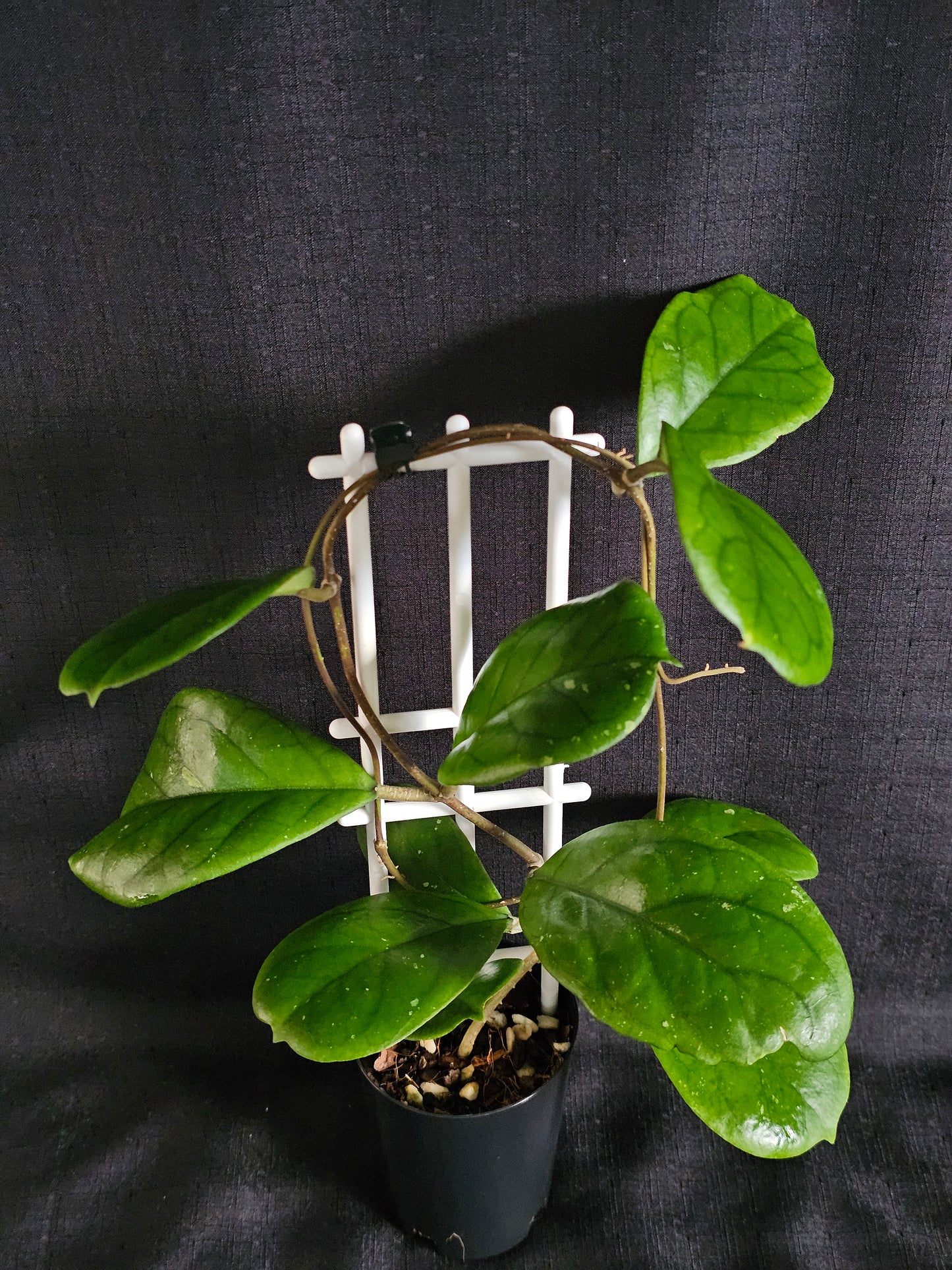 Hoya viola