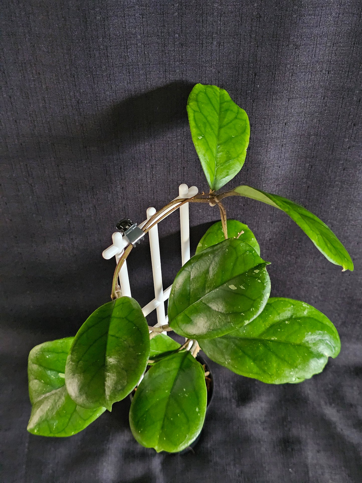 Hoya viola