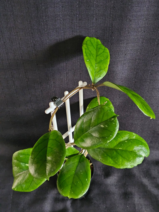 Hoya viola