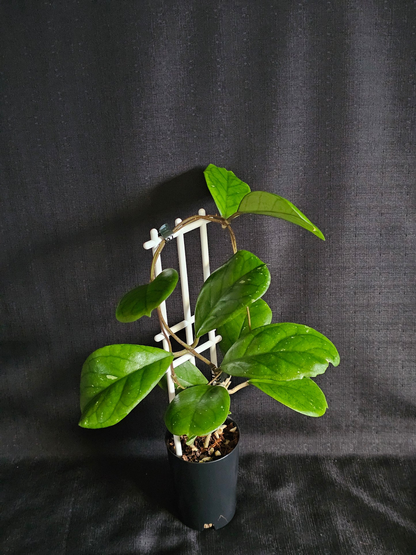 Hoya viola