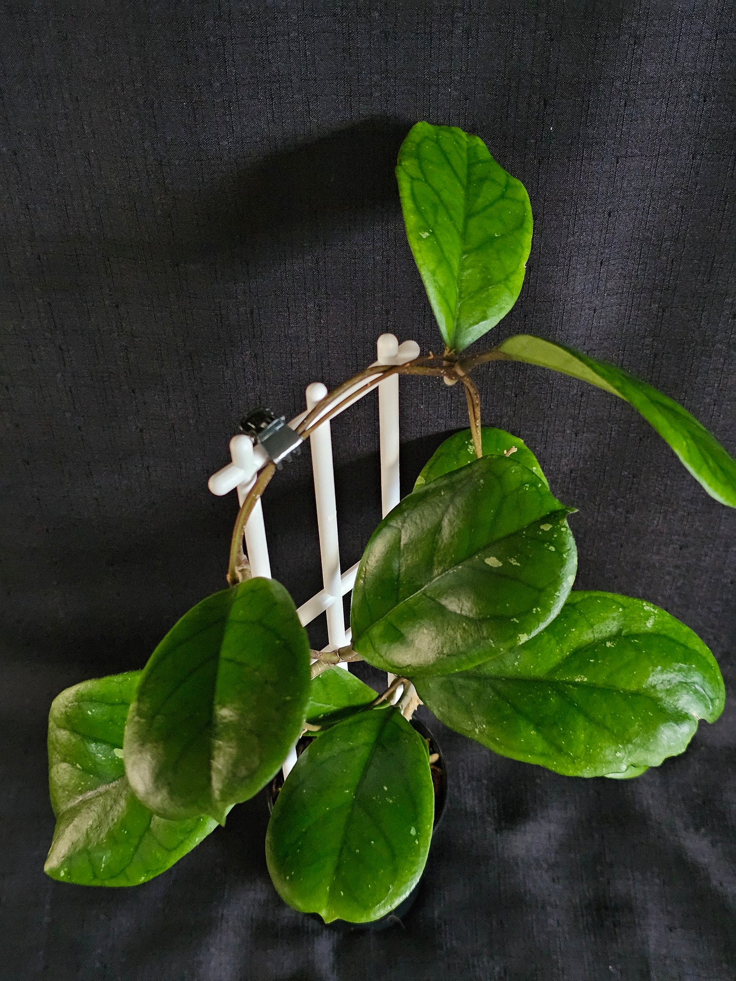 Hoya viola
