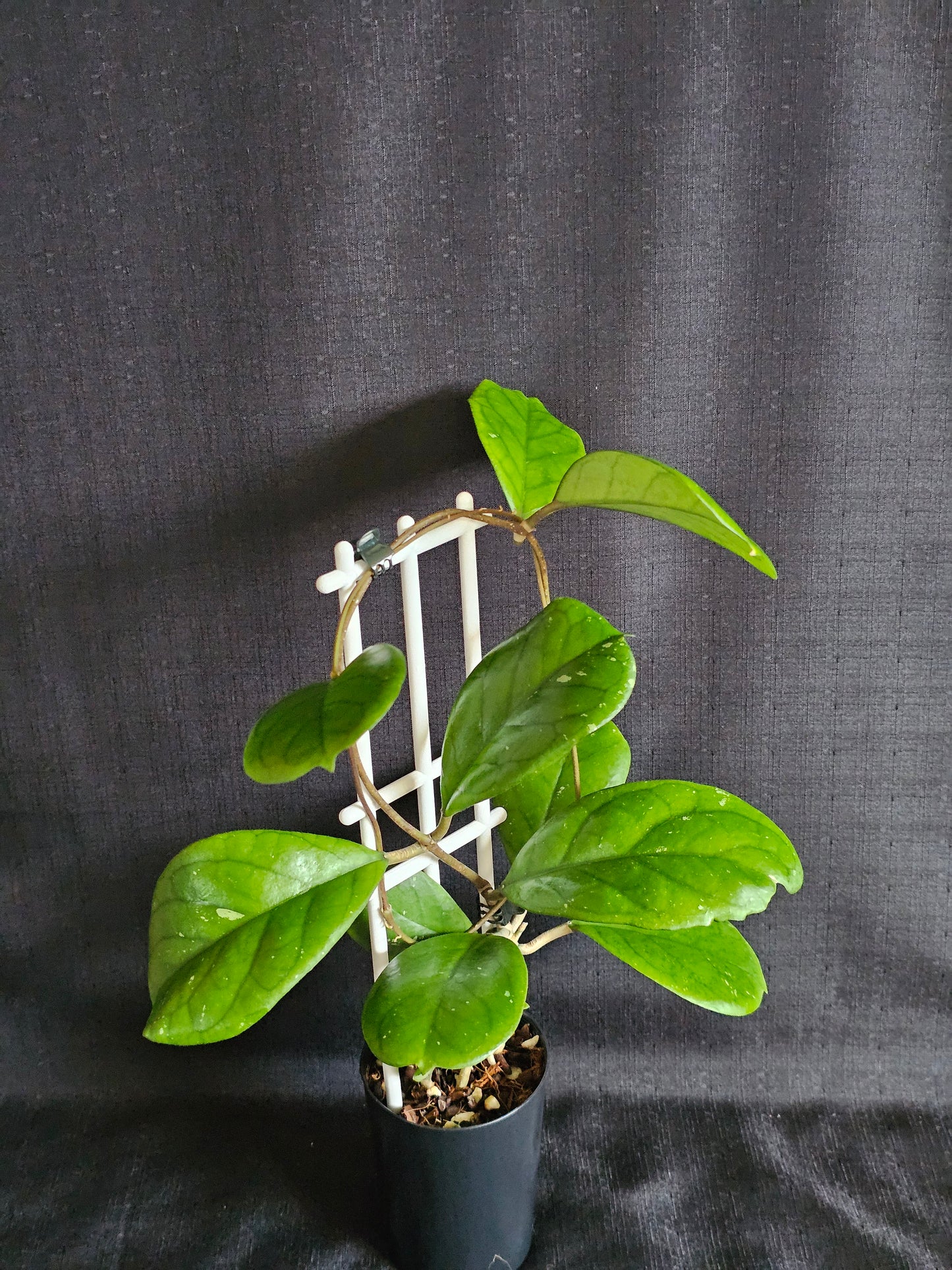 Hoya viola