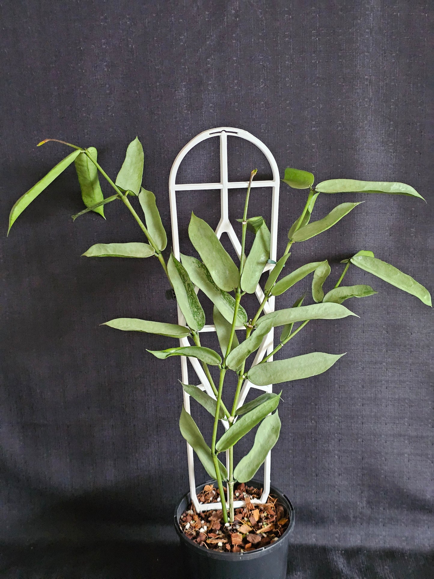 Hoya pandurata  'Tsiang Silver'