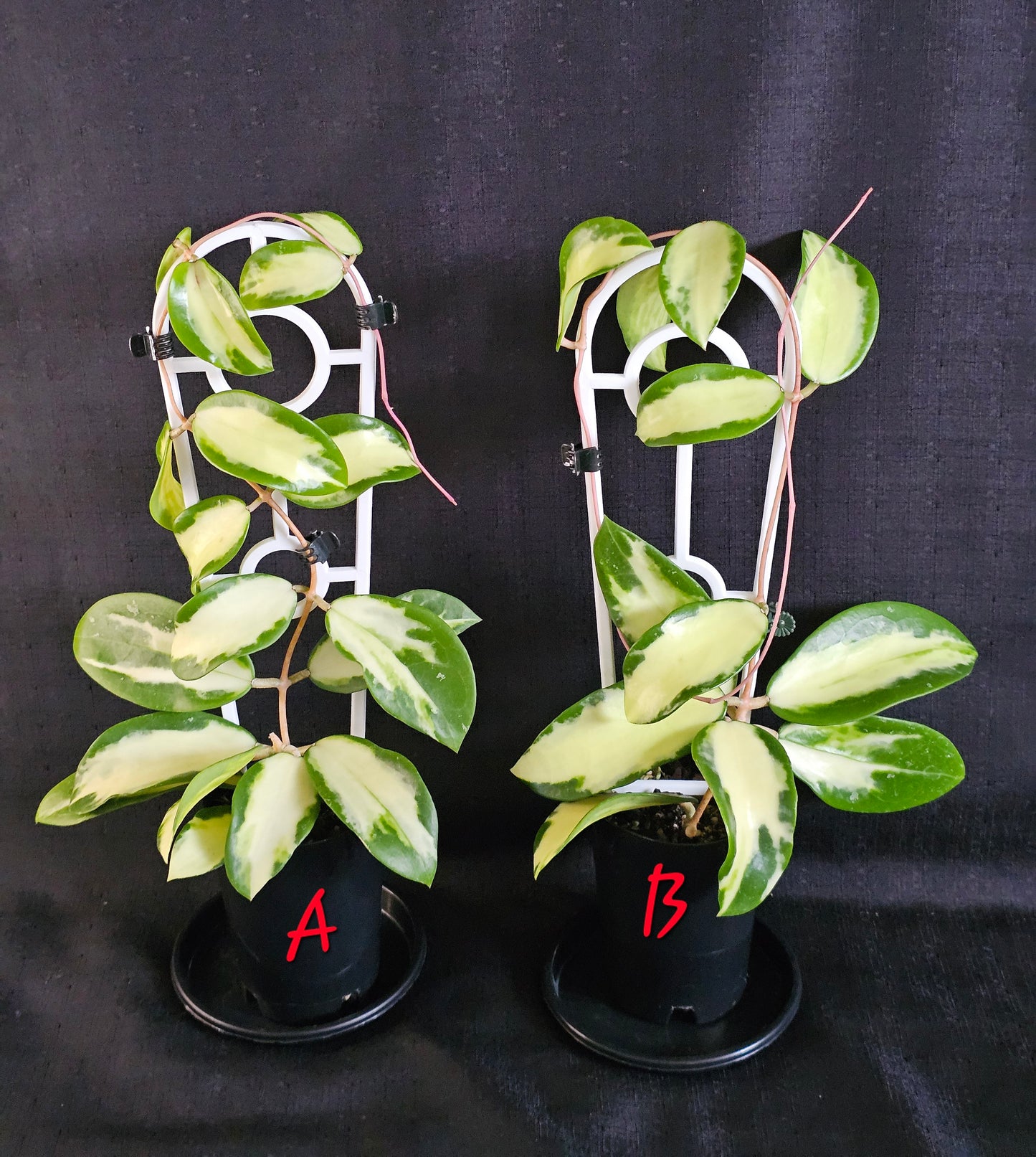 Hoya verticillata 'Variegata' (Syn. Acuta Variegata)