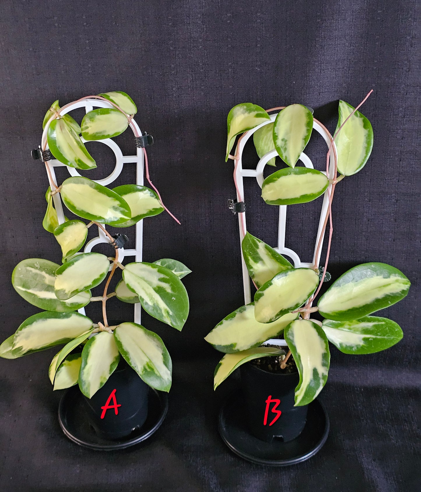 Hoya verticillata 'Variegata' (Syn. Acuta Variegata)