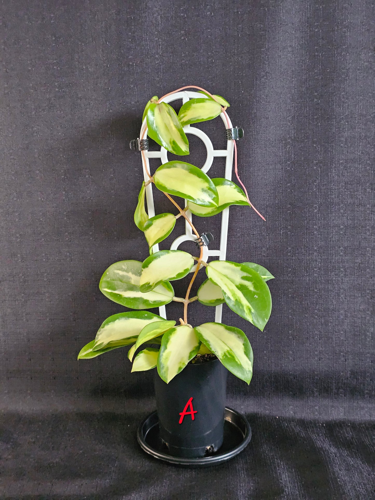 Hoya verticillata 'Variegata' (Syn. Acuta Variegata)