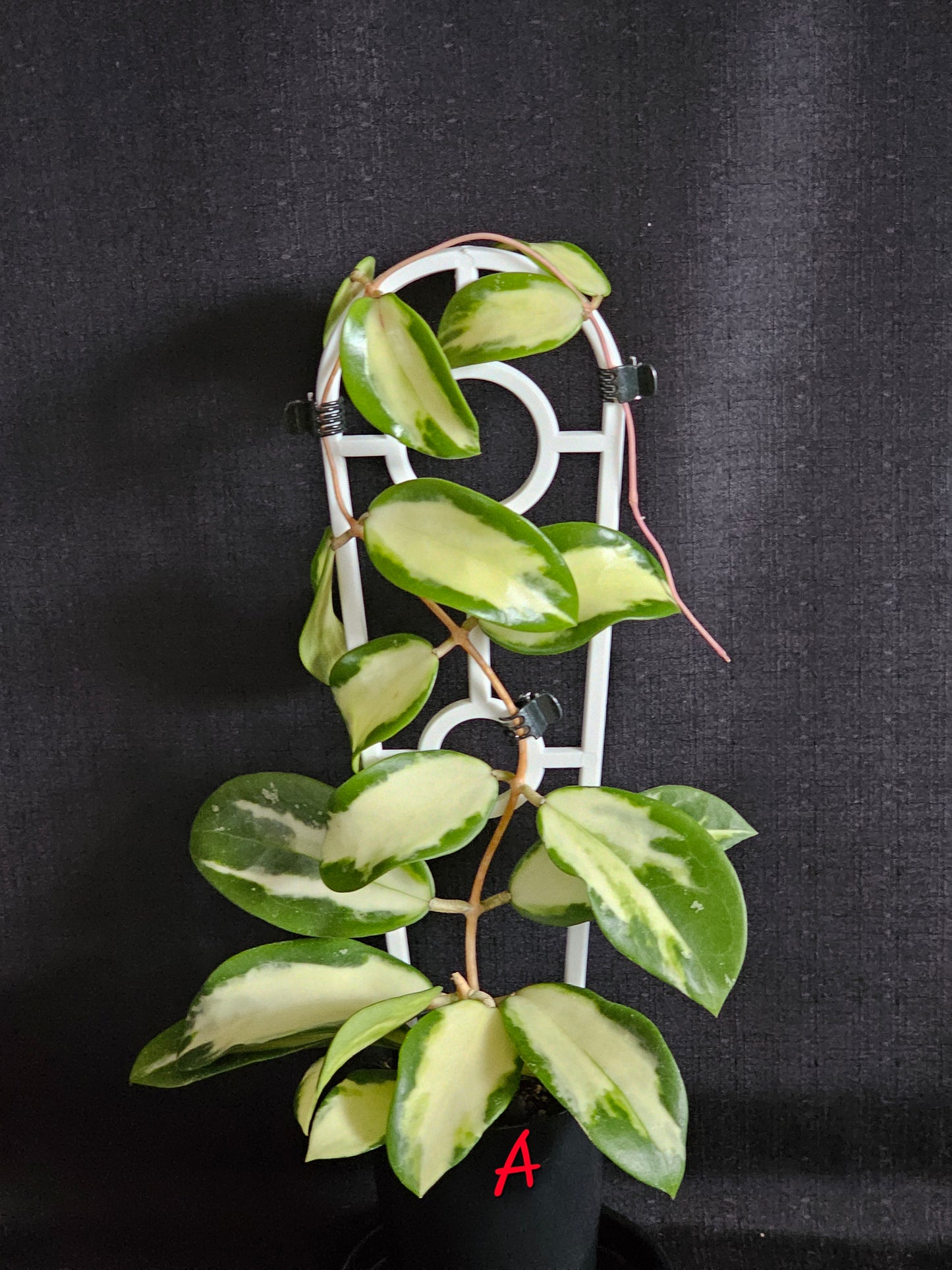 Hoya verticillata 'Variegata' (Syn. Acuta Variegata)