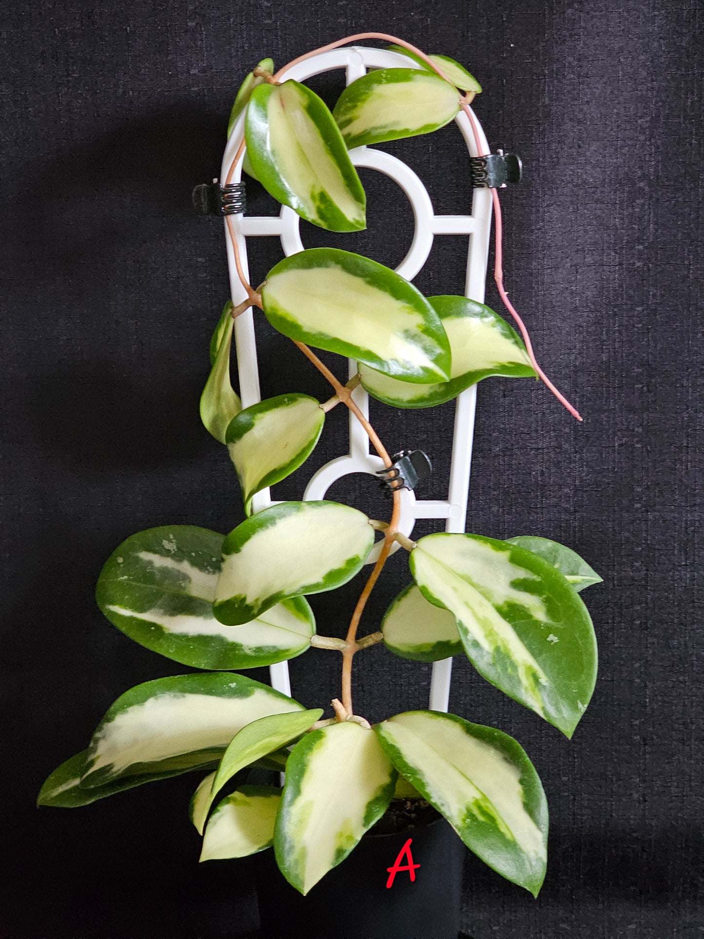 Hoya verticillata 'Variegata' (Syn. Acuta Variegata)