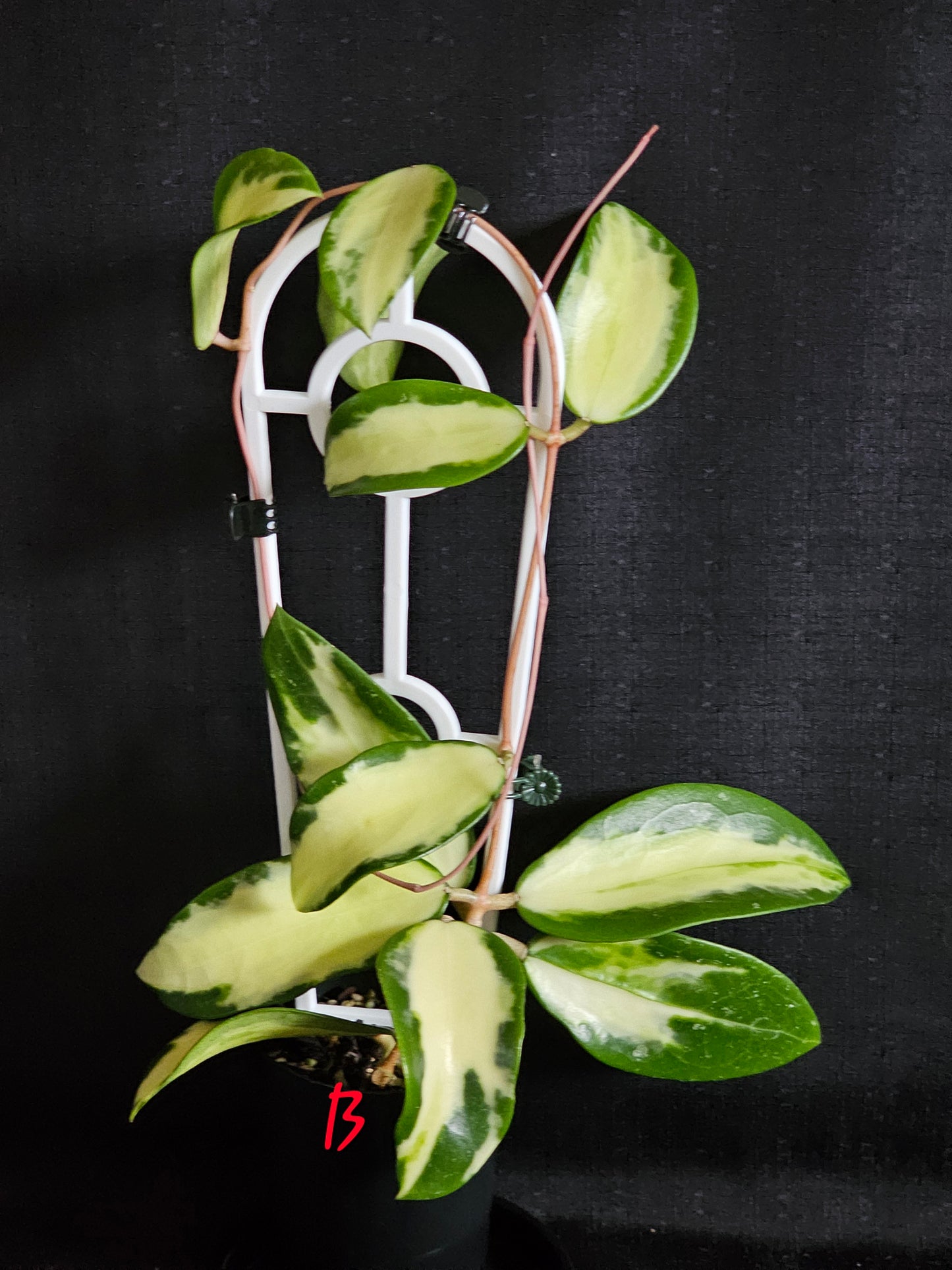 Hoya verticillata 'Variegata' (Syn. Acuta Variegata)