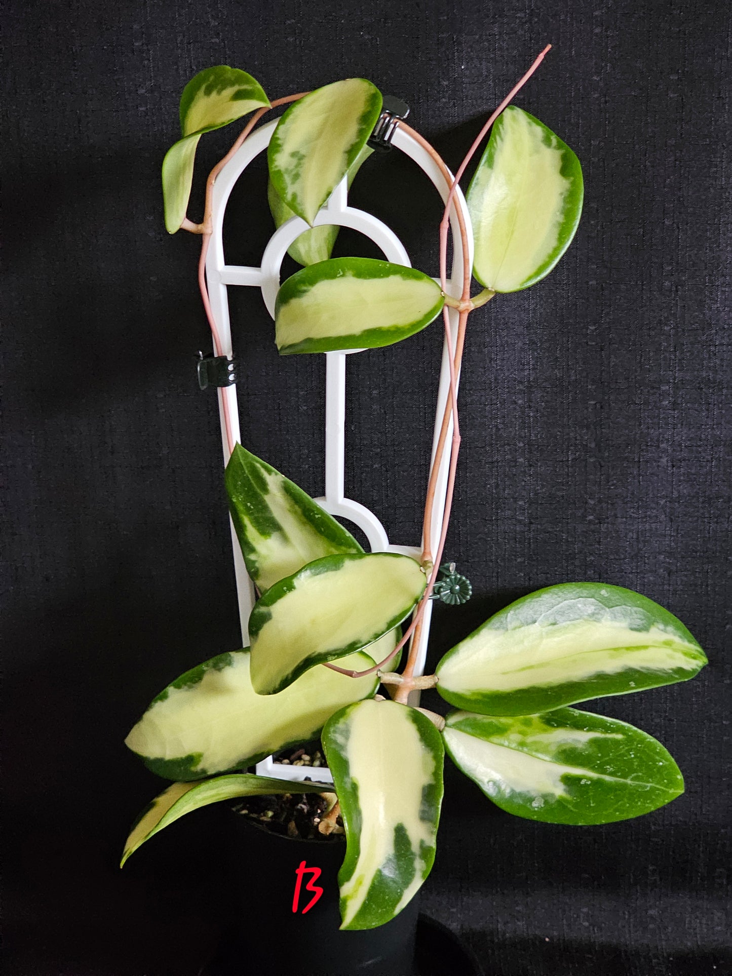 Hoya verticillata 'Variegata' (Syn. Acuta Variegata)