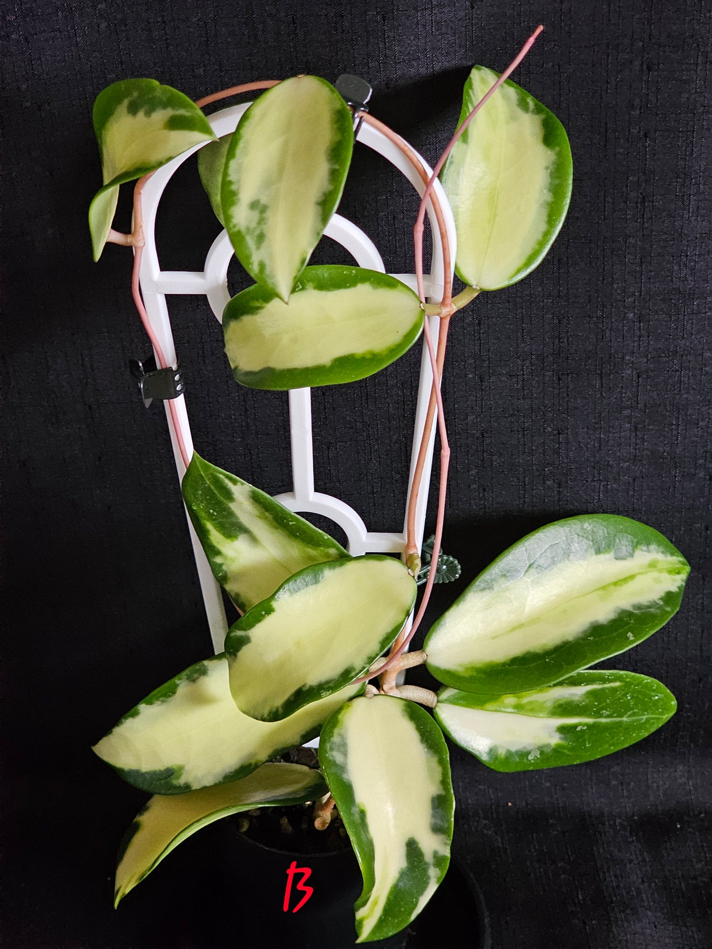 Hoya verticillata 'Variegata' (Syn. Acuta Variegata)