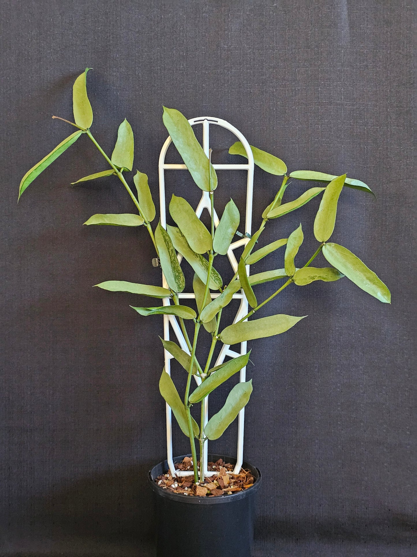 Hoya pandurata  'Tsiang Silver'