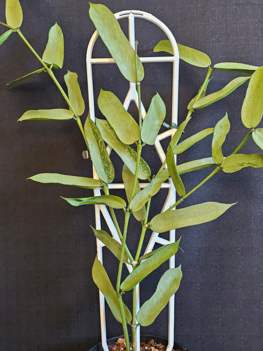 Hoya pandurata  'Tsiang Silver'