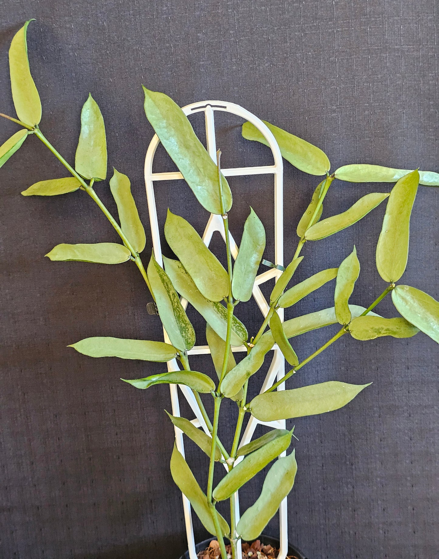 Hoya pandurata  'Tsiang Silver'