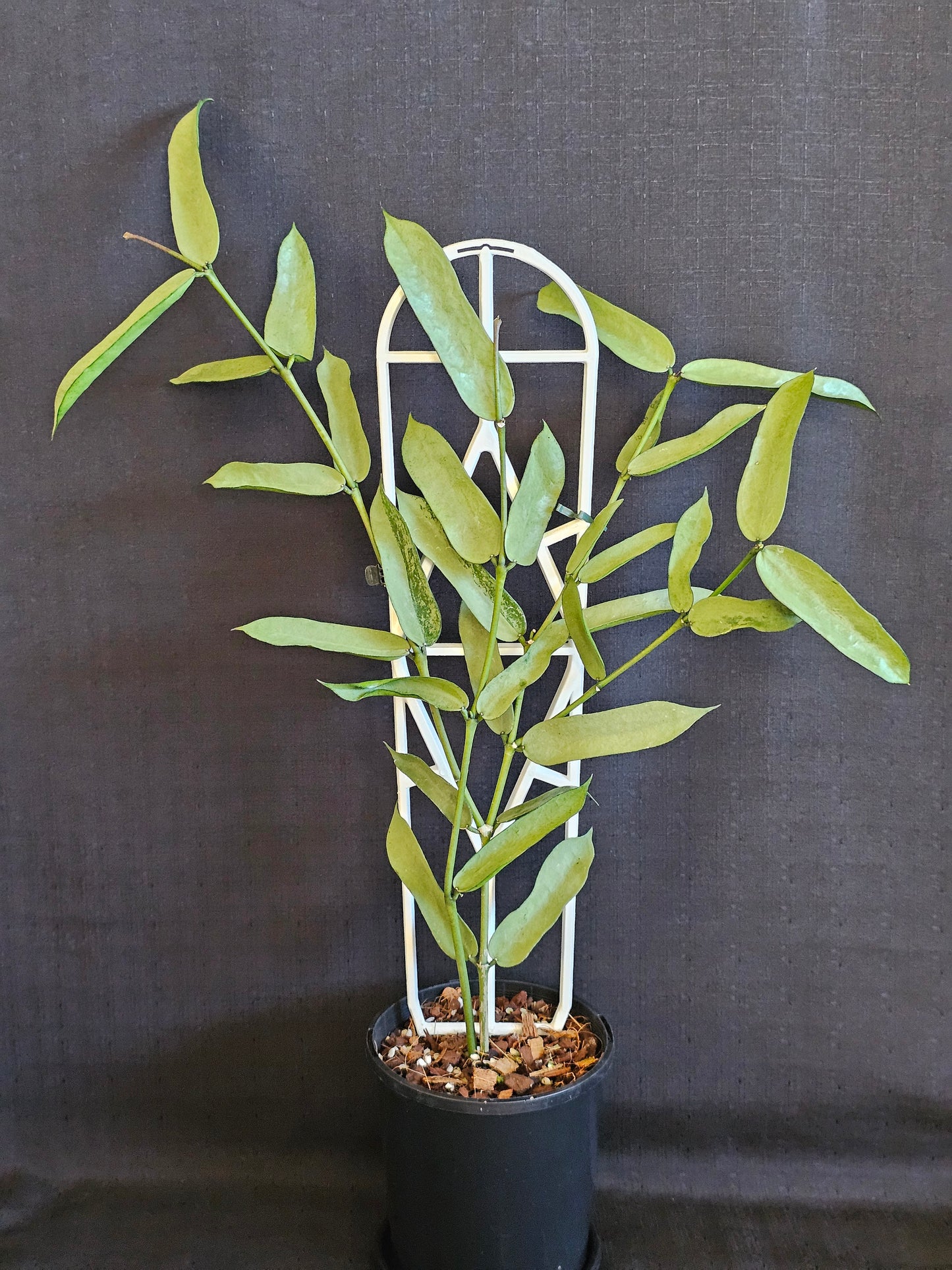 Hoya pandurata  'Tsiang Silver'