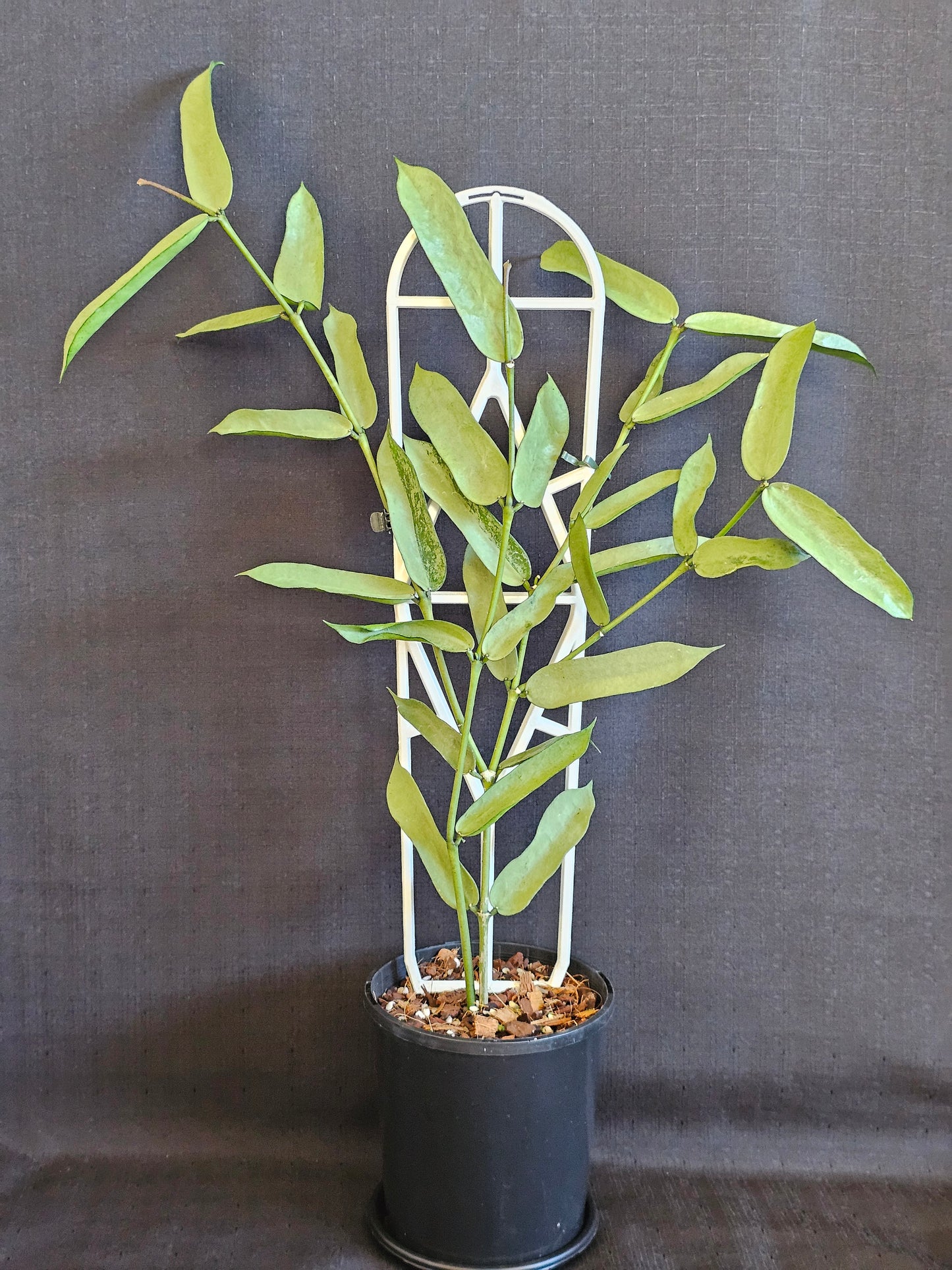 Hoya pandurata  'Tsiang Silver'