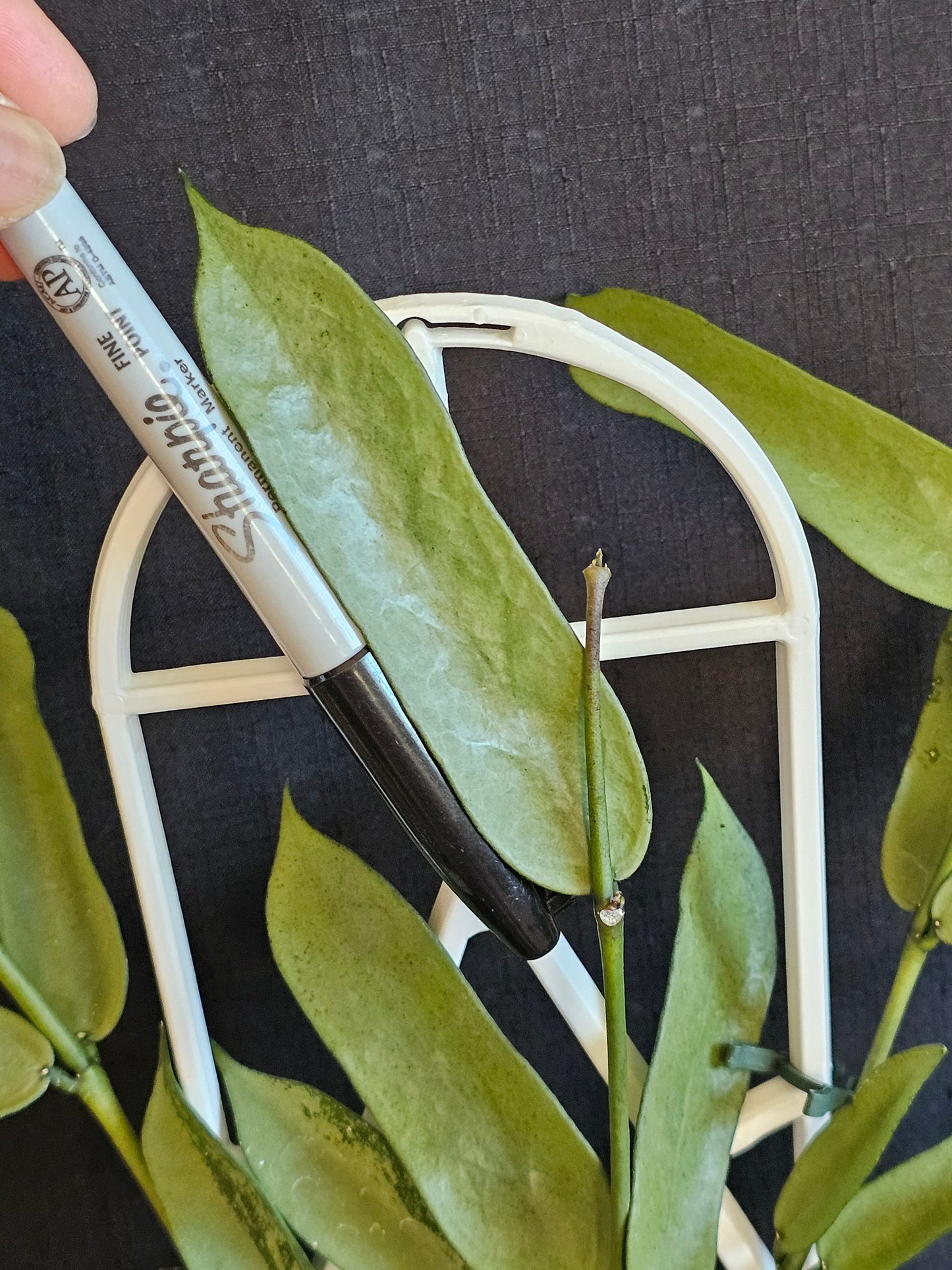 Hoya pandurata  'Tsiang Silver'