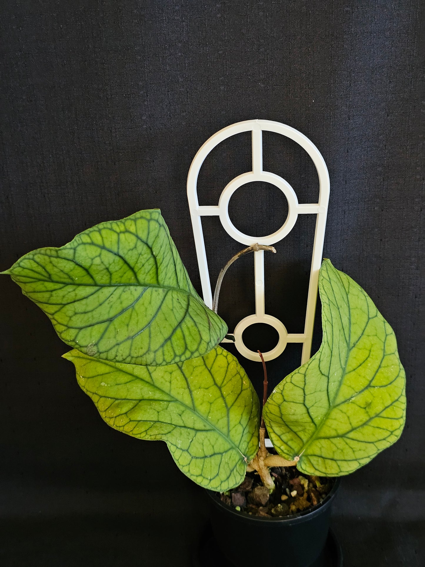 Hoya meredithii