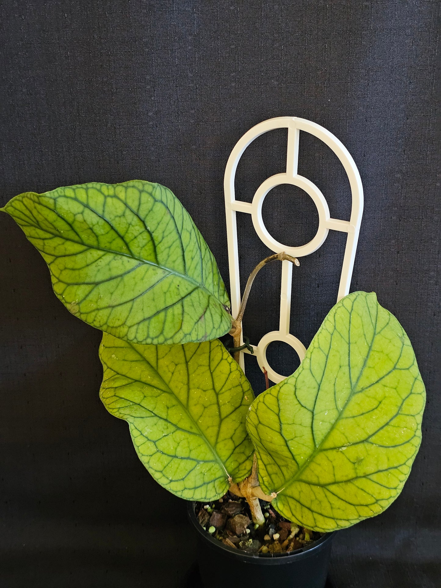 Hoya meredithii