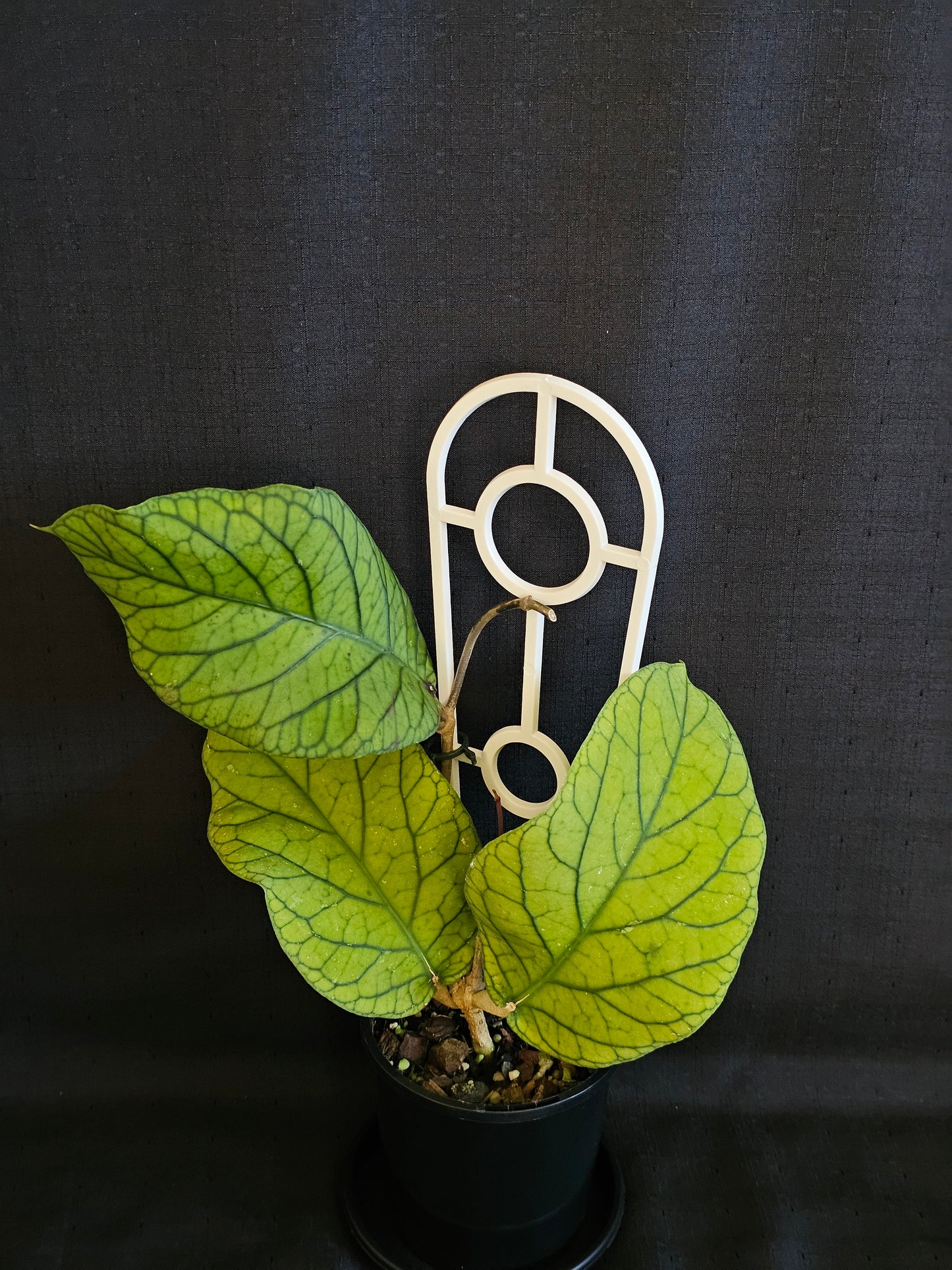 Hoya meredithii