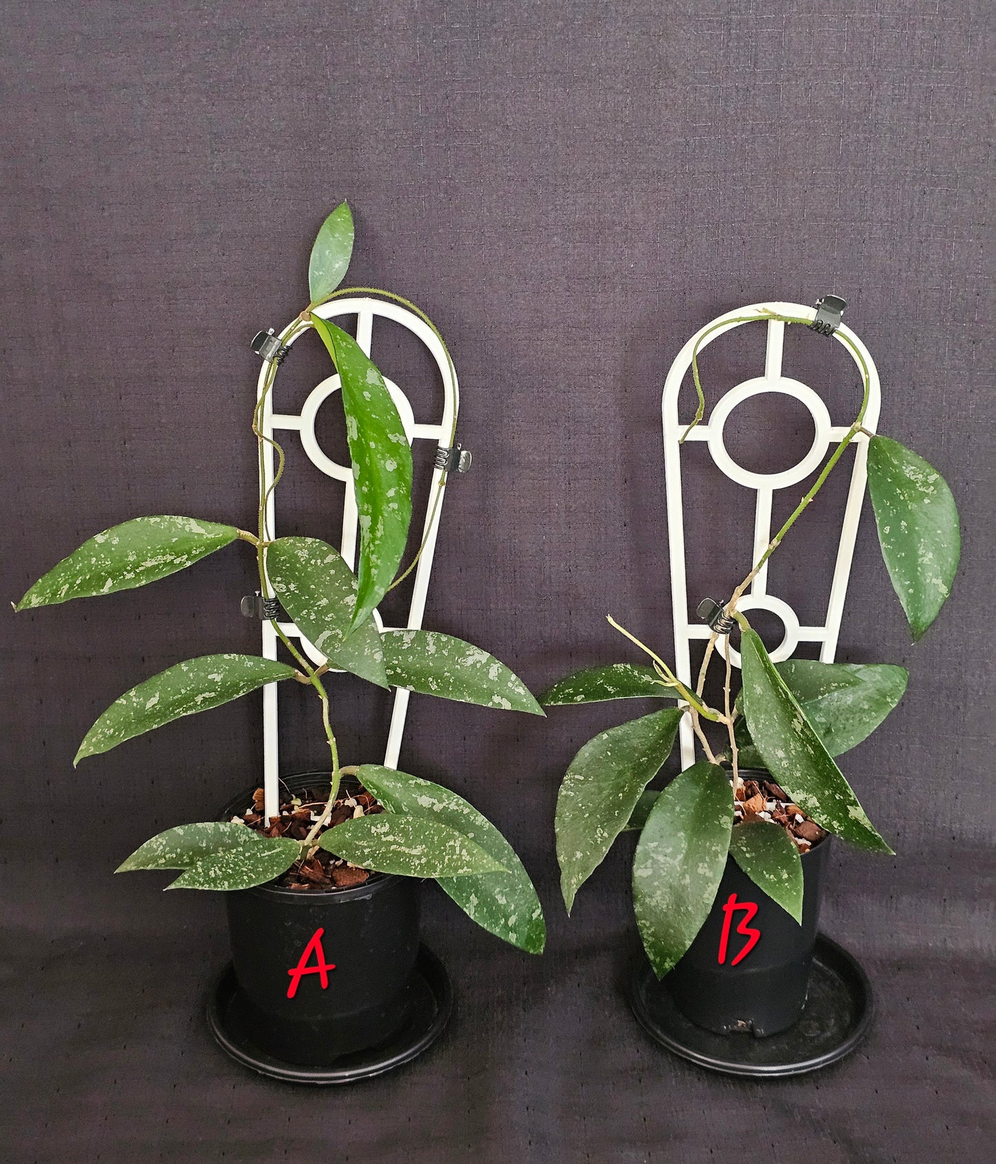 Hoya phuwuaensis
