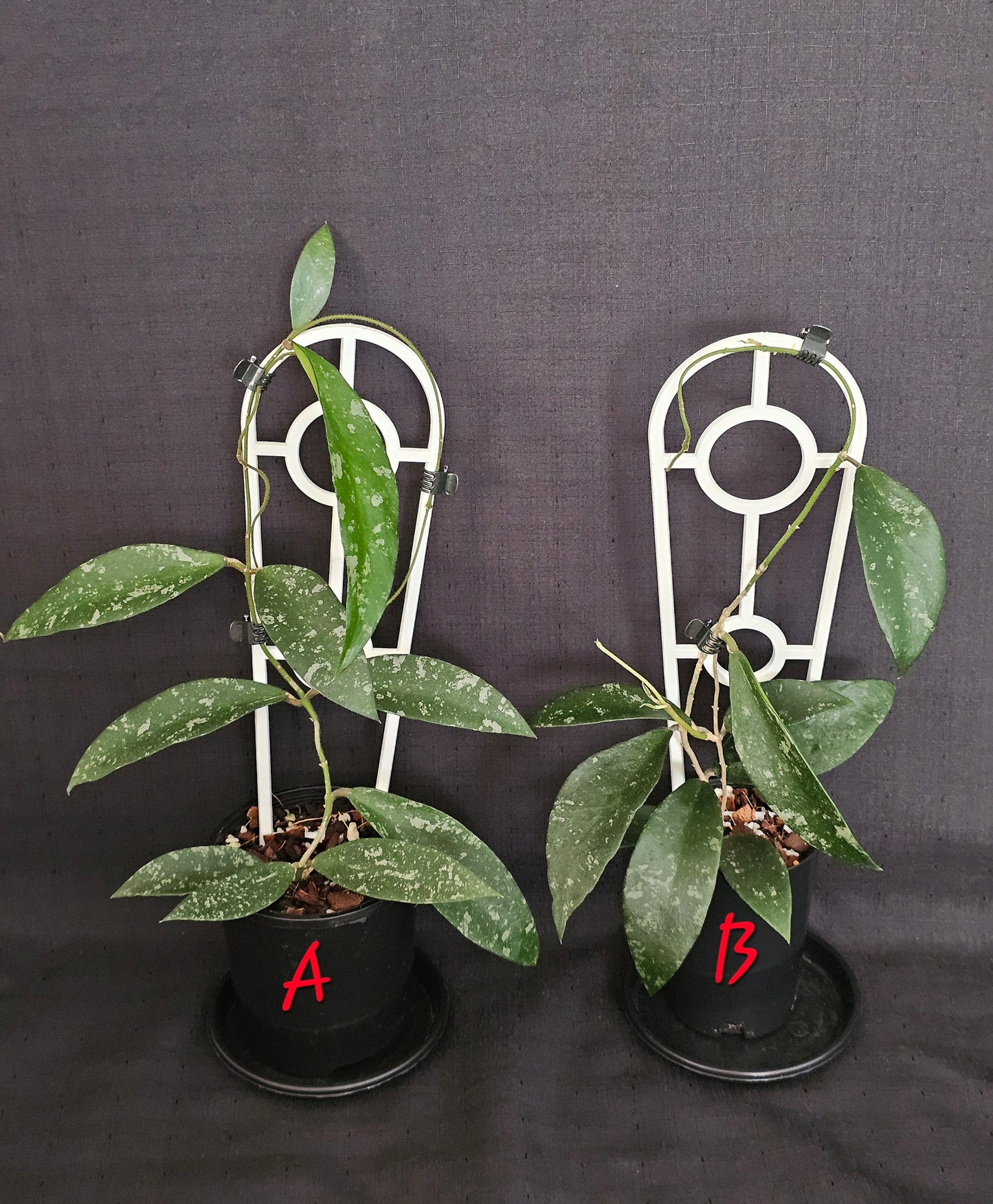 Hoya phuwuaensis