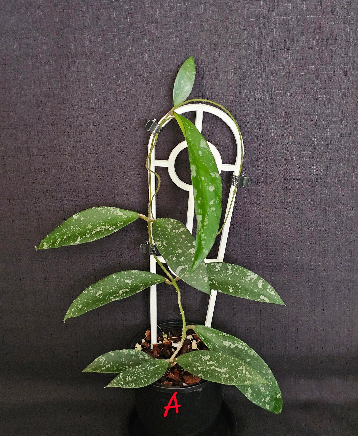 Hoya phuwuaensis