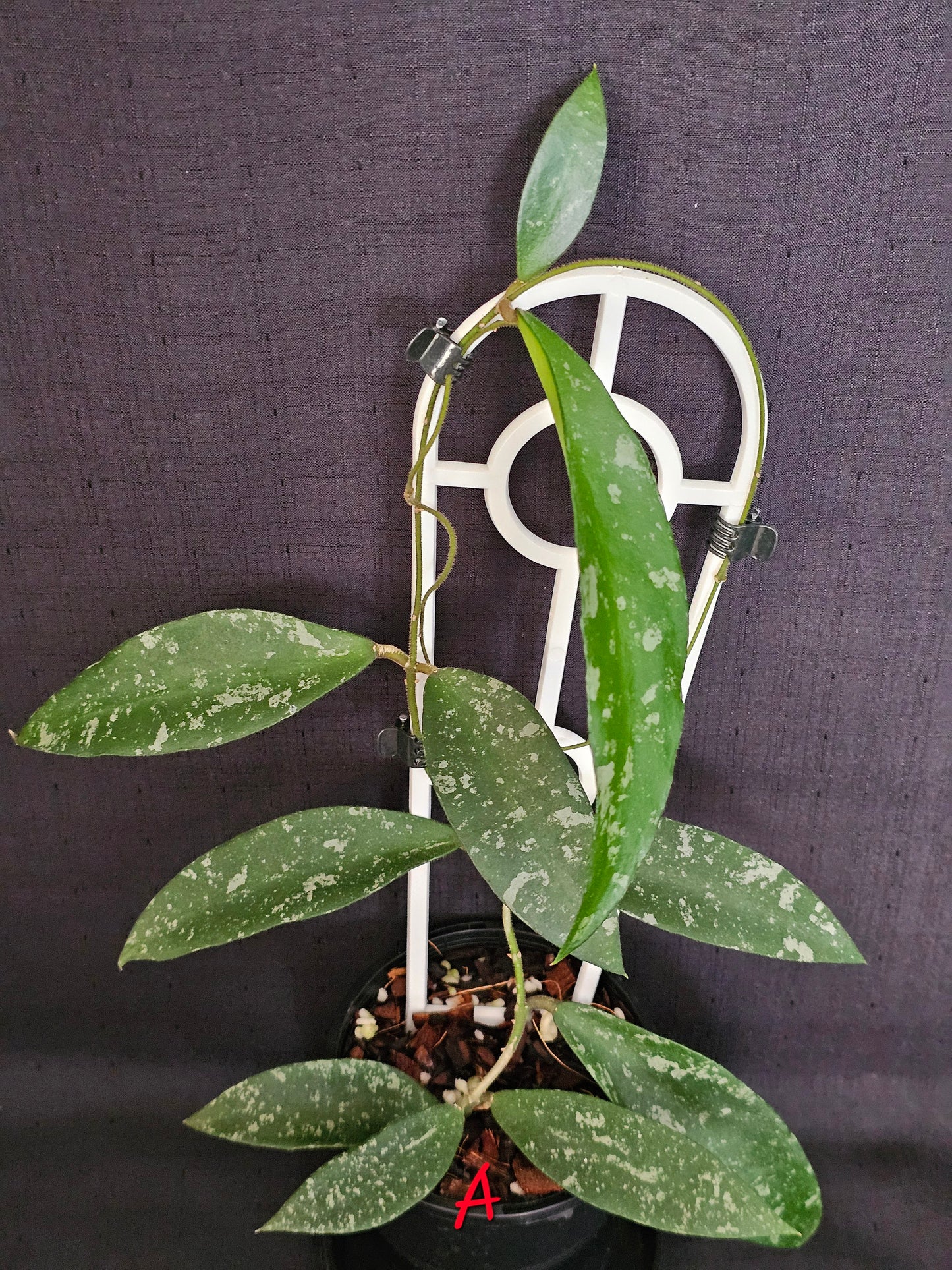 Hoya phuwuaensis