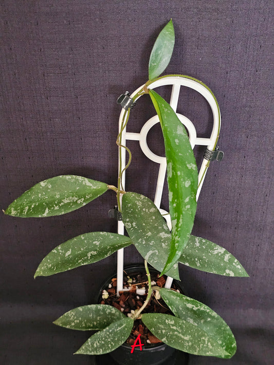 Hoya phuwuaensis