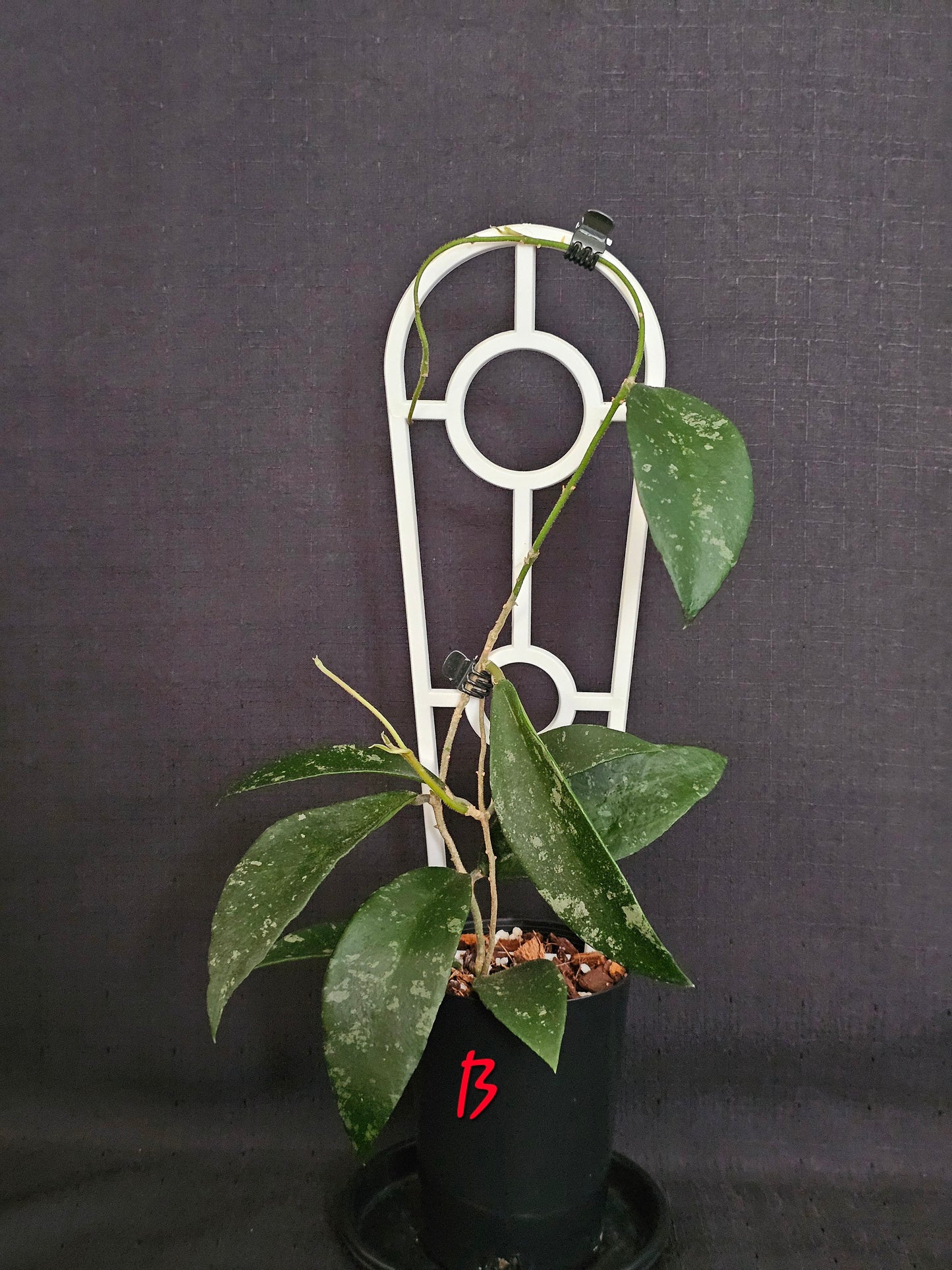 Hoya phuwuaensis