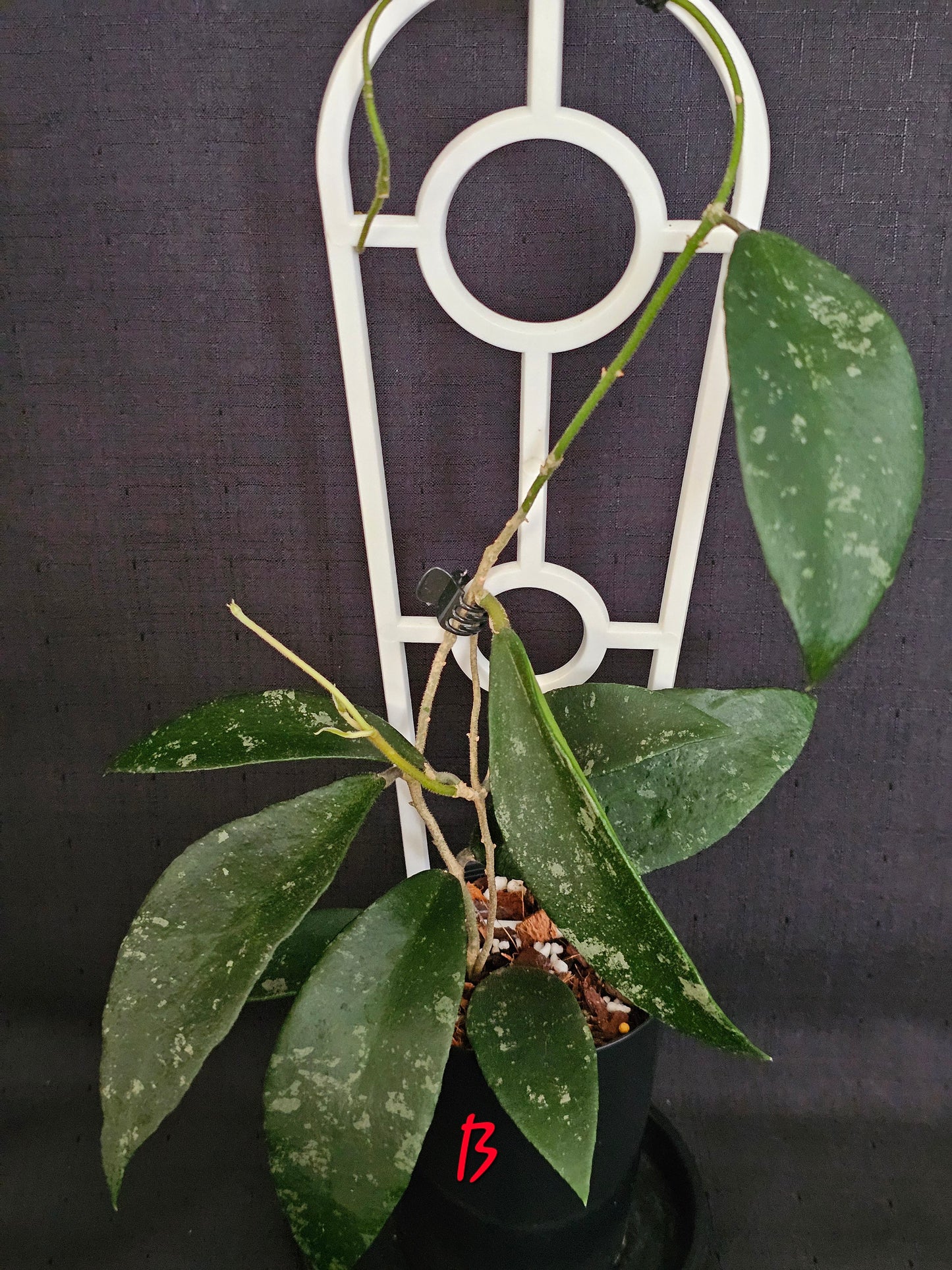 Hoya phuwuaensis