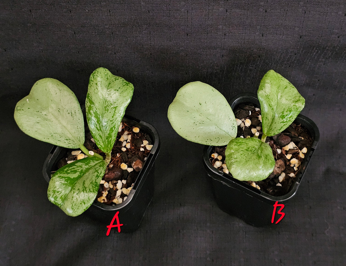 Hoya Chiang dao 'Silver'  Rare