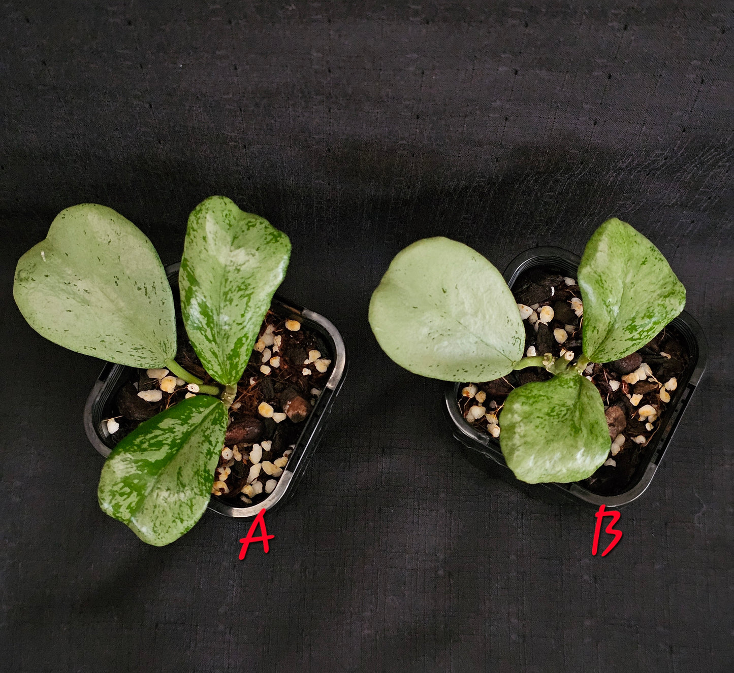 Hoya Chiang dao 'Silver'  Rare