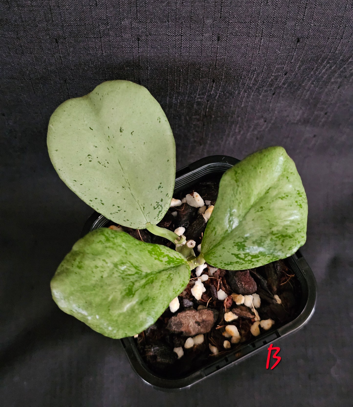 Hoya Chiang dao 'Silver'  Rare