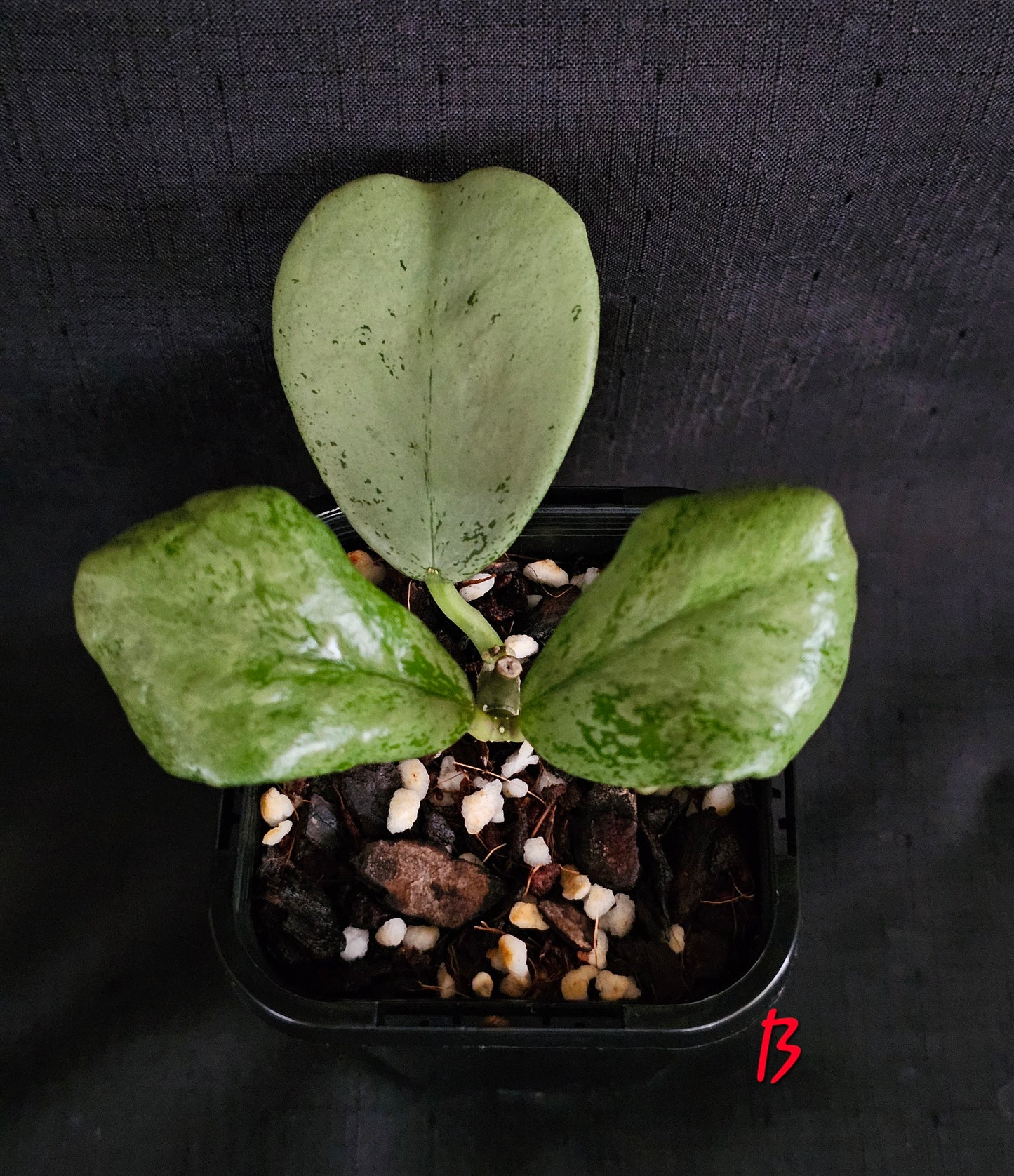 Hoya Chiang dao 'Silver'  Rare