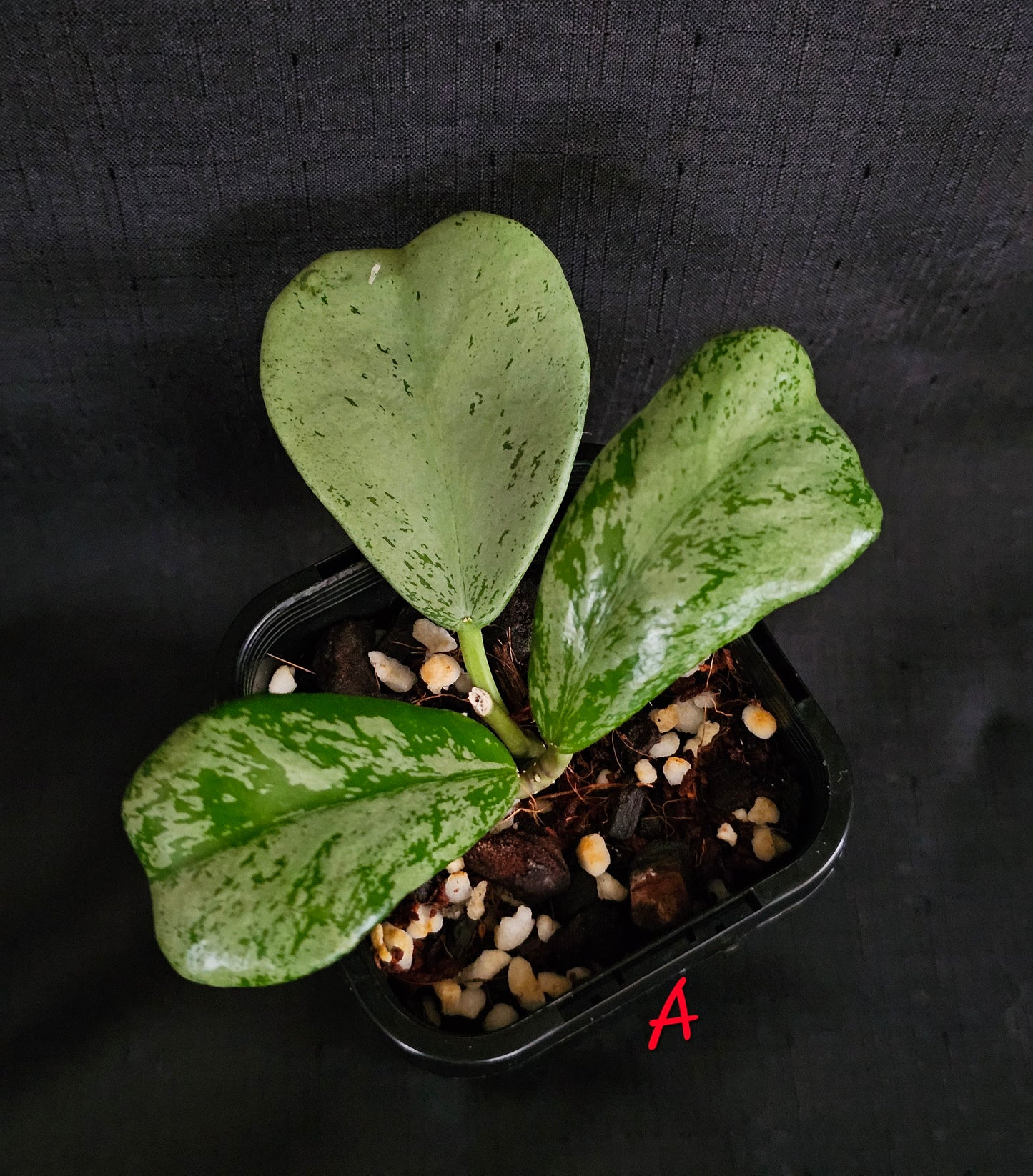 Hoya Chiang dao 'Silver'  Rare